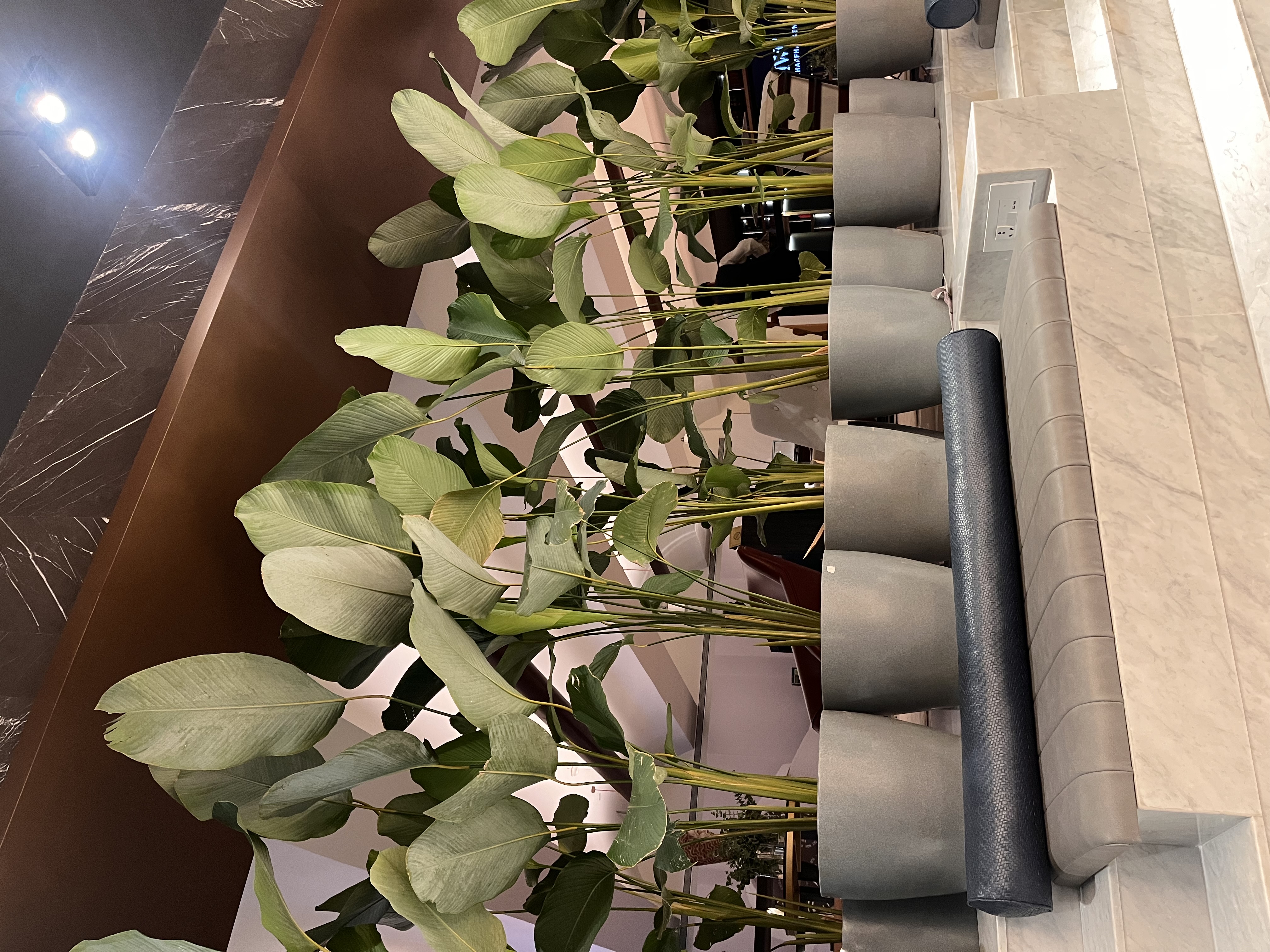 Tall Kalathiya Plant Decor - Rental
