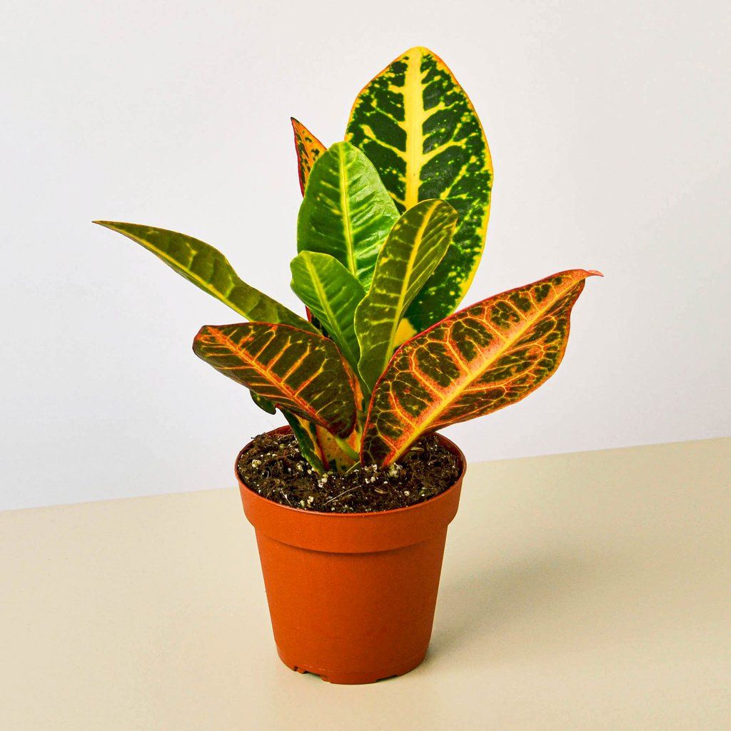 Croton Plant - Rental