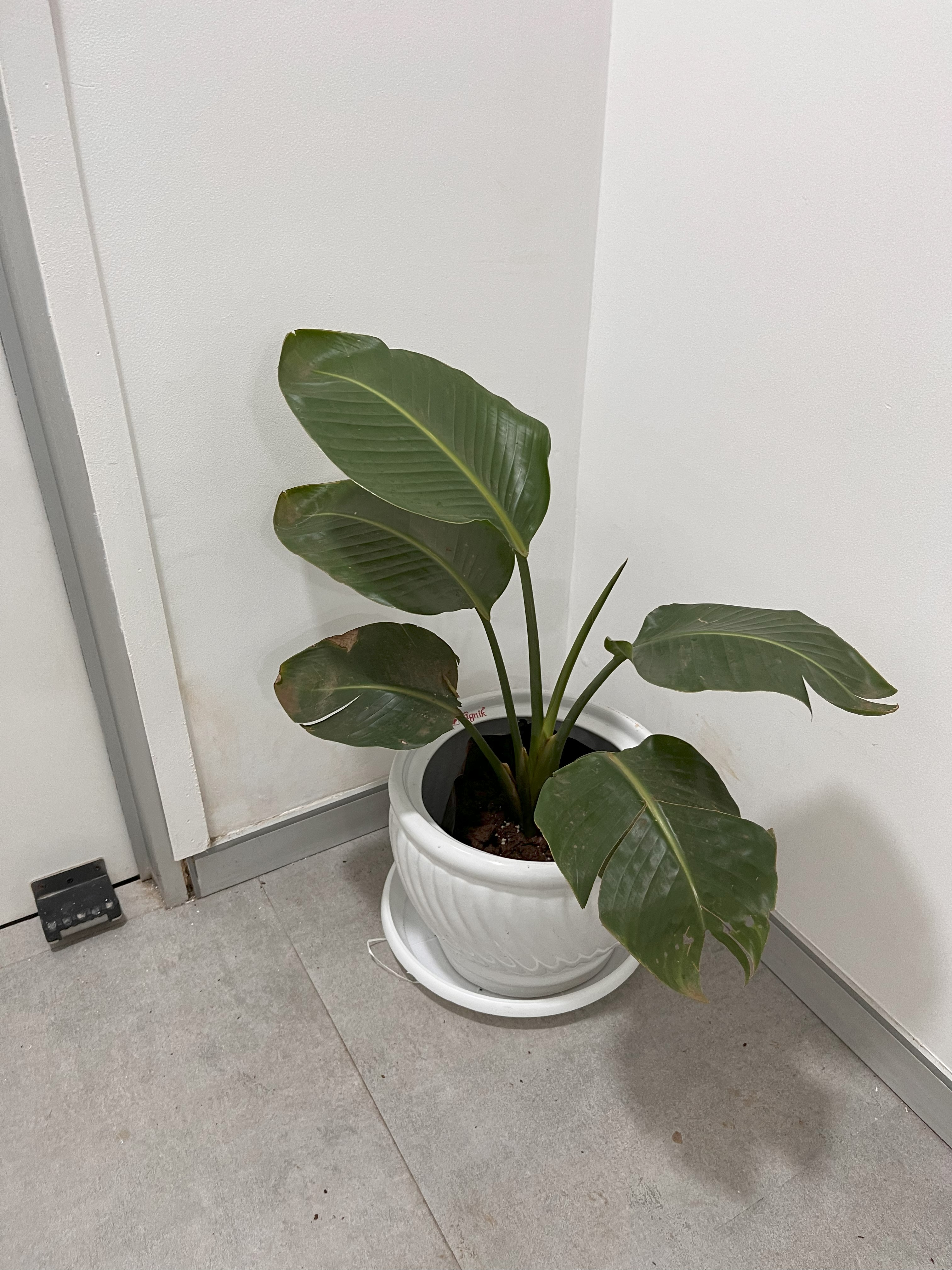 Indoor Green Plant in White Pot - Rental 