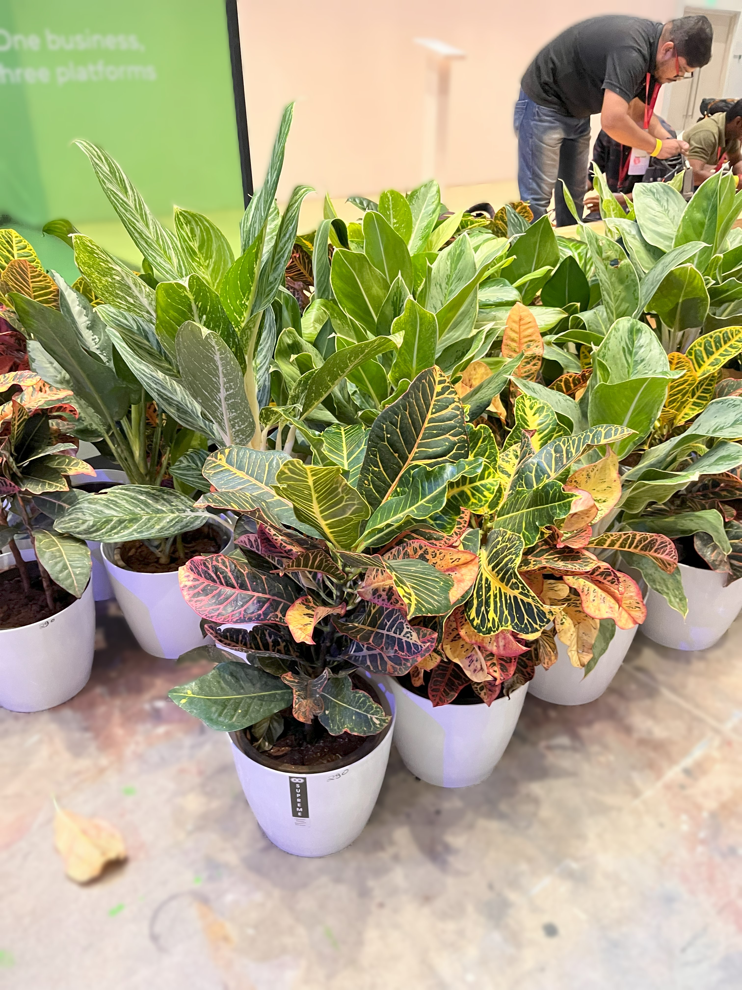 Croton Potted Plant - Rental 