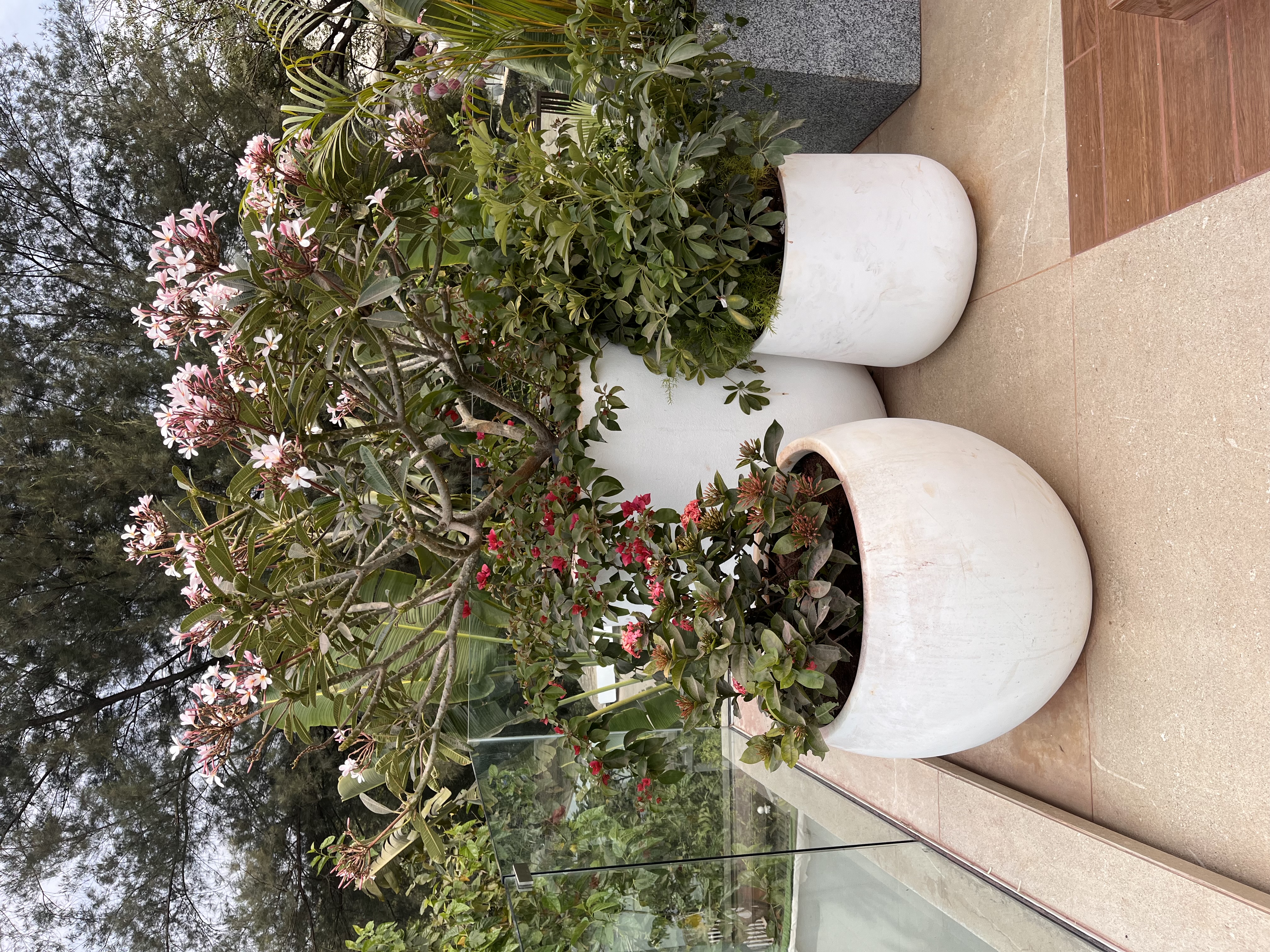 Large Ceramic Outdoor Planters - Rental