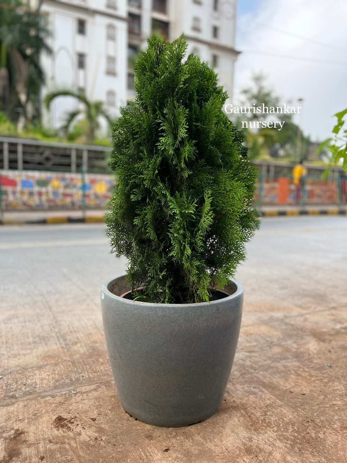 Potted Cypress Plant - Rental 