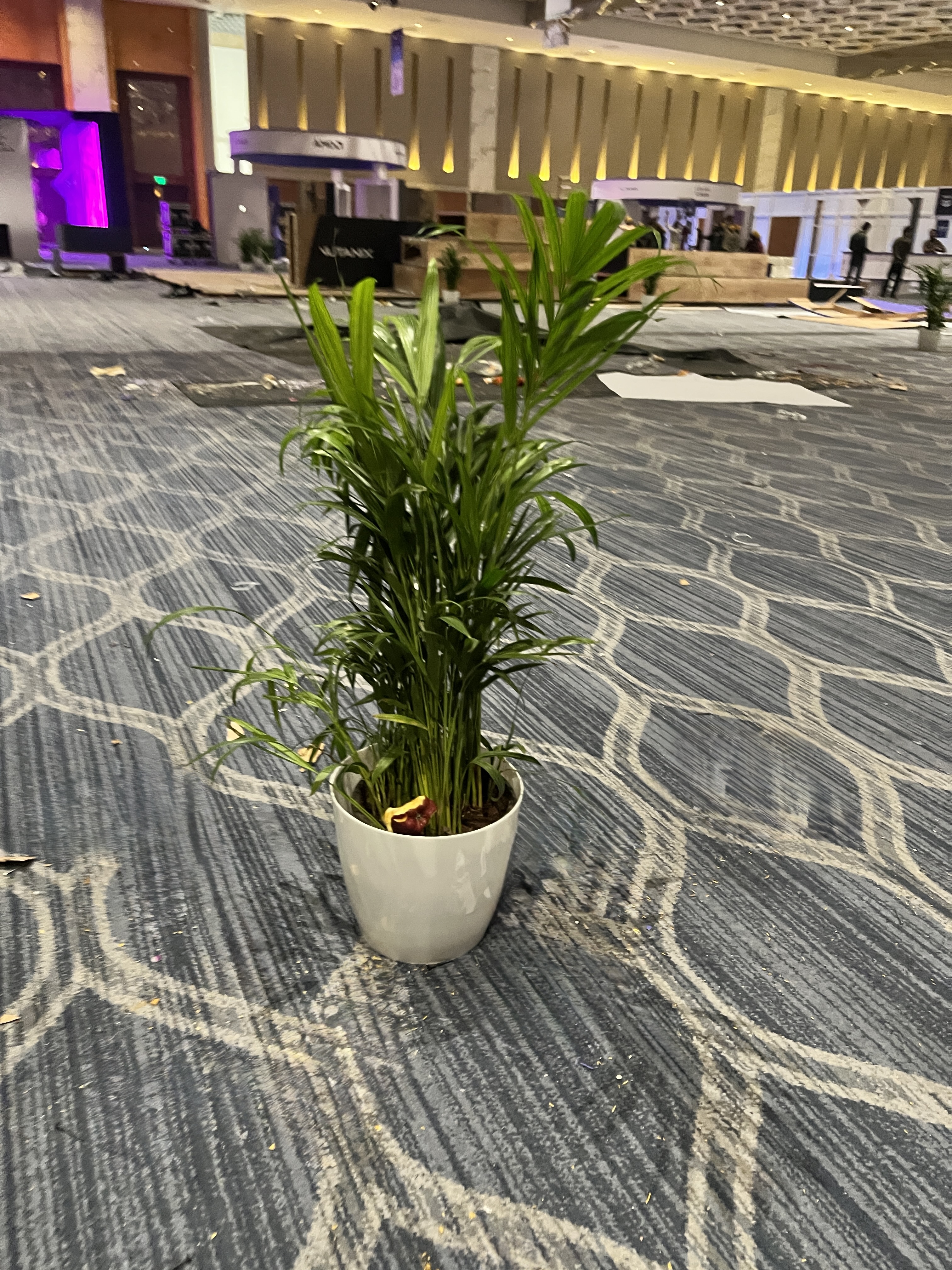 Potted Palm Plant - Rental