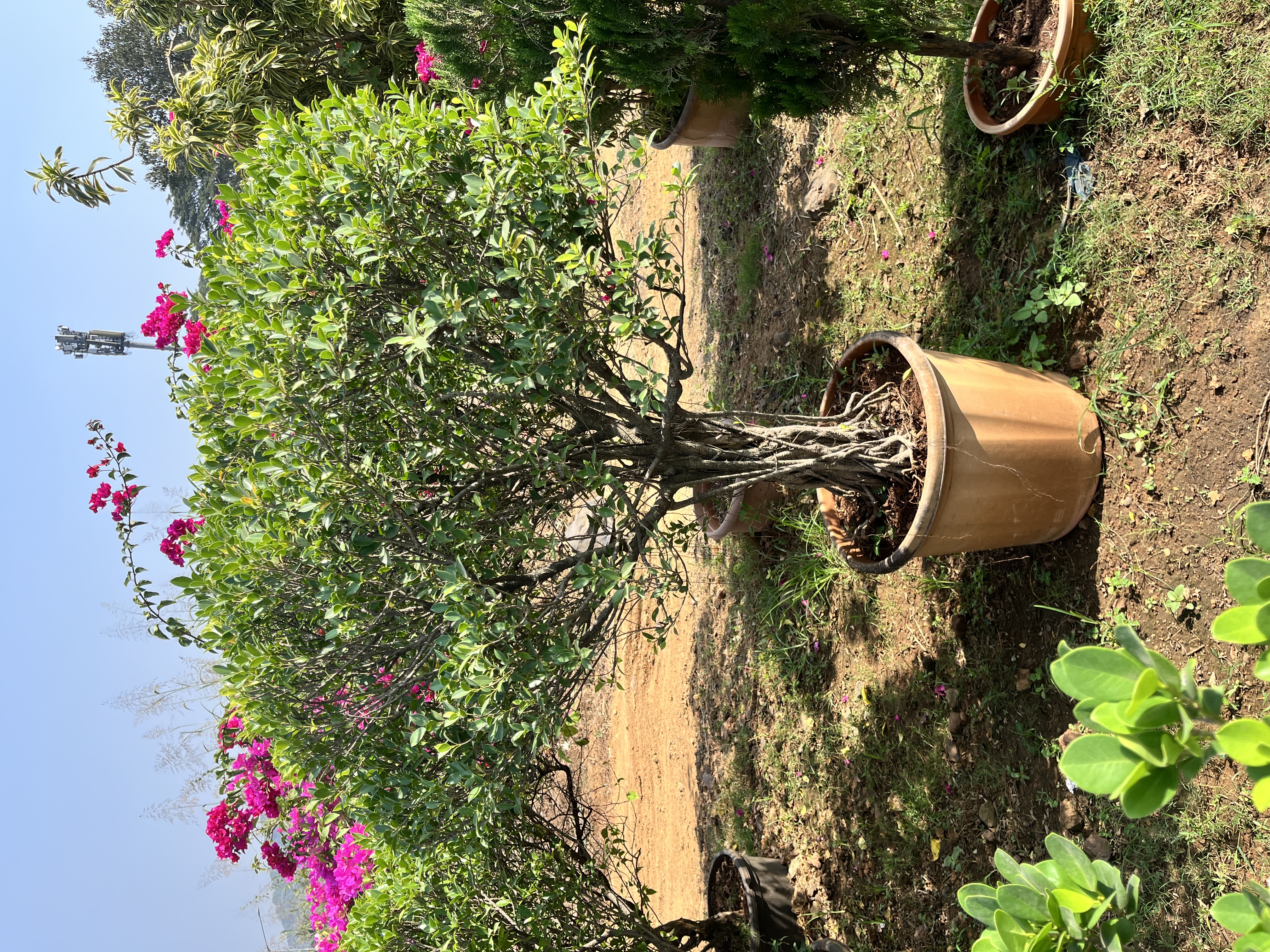 Potted Ornamental Tree - Rental