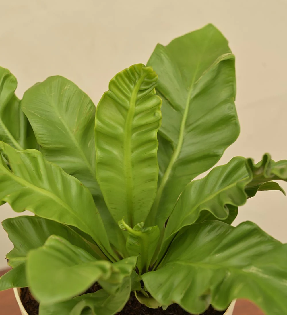 Bird's Nest Fern  - Rental