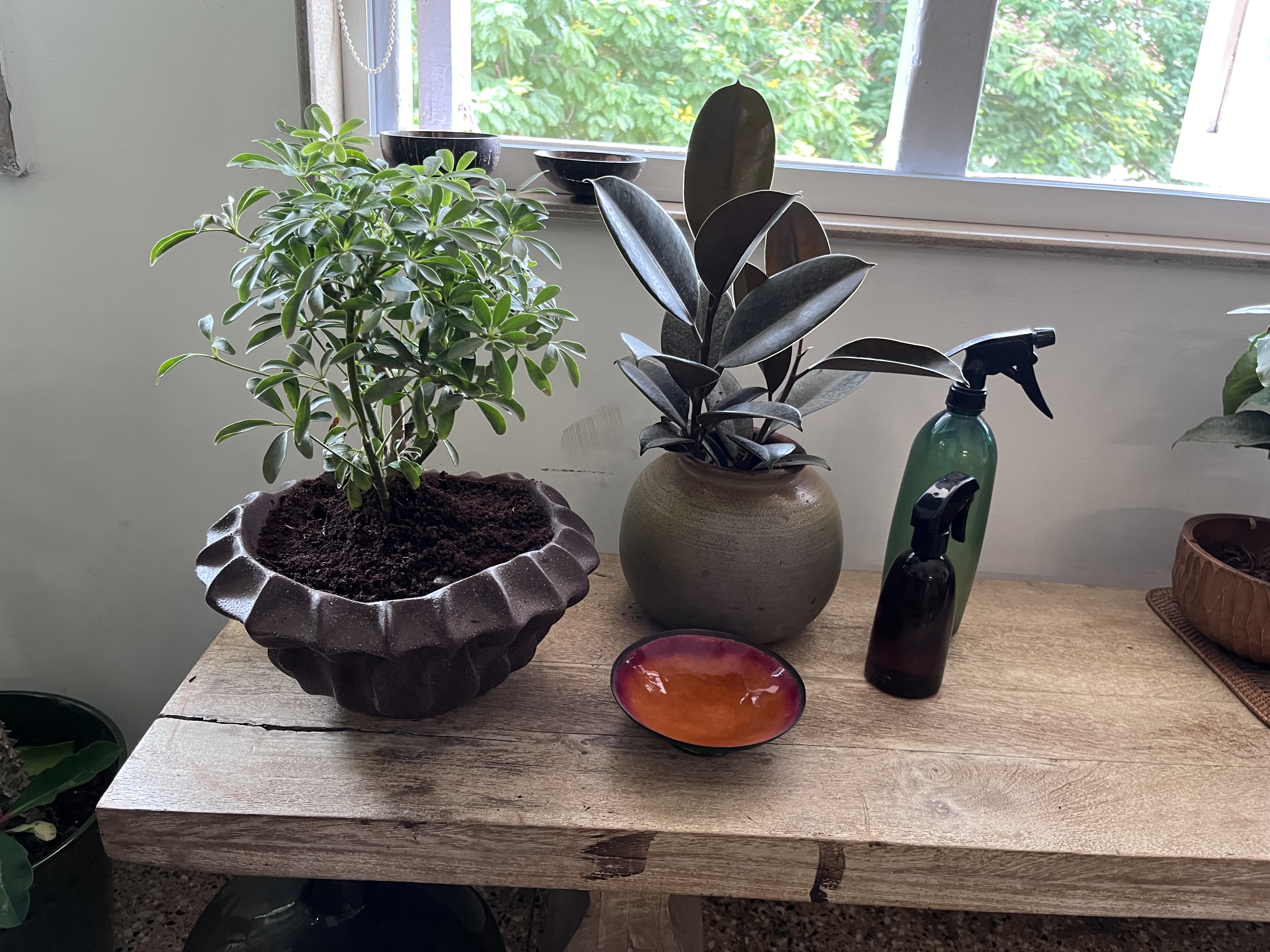 Decorative Indoor Plant in Sculpted Pot - Rental