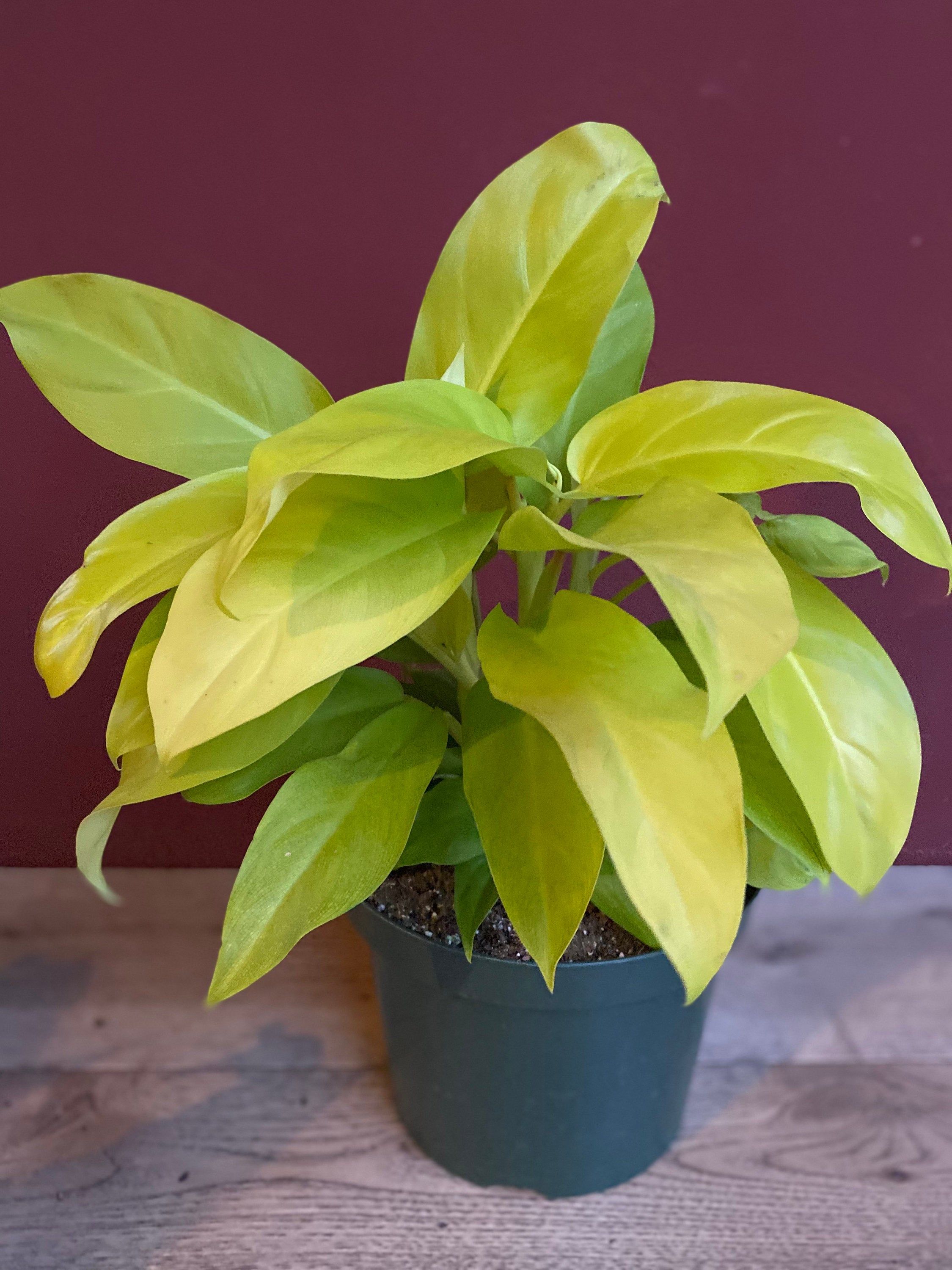 Philodendron 'Moonlight'  - Rental