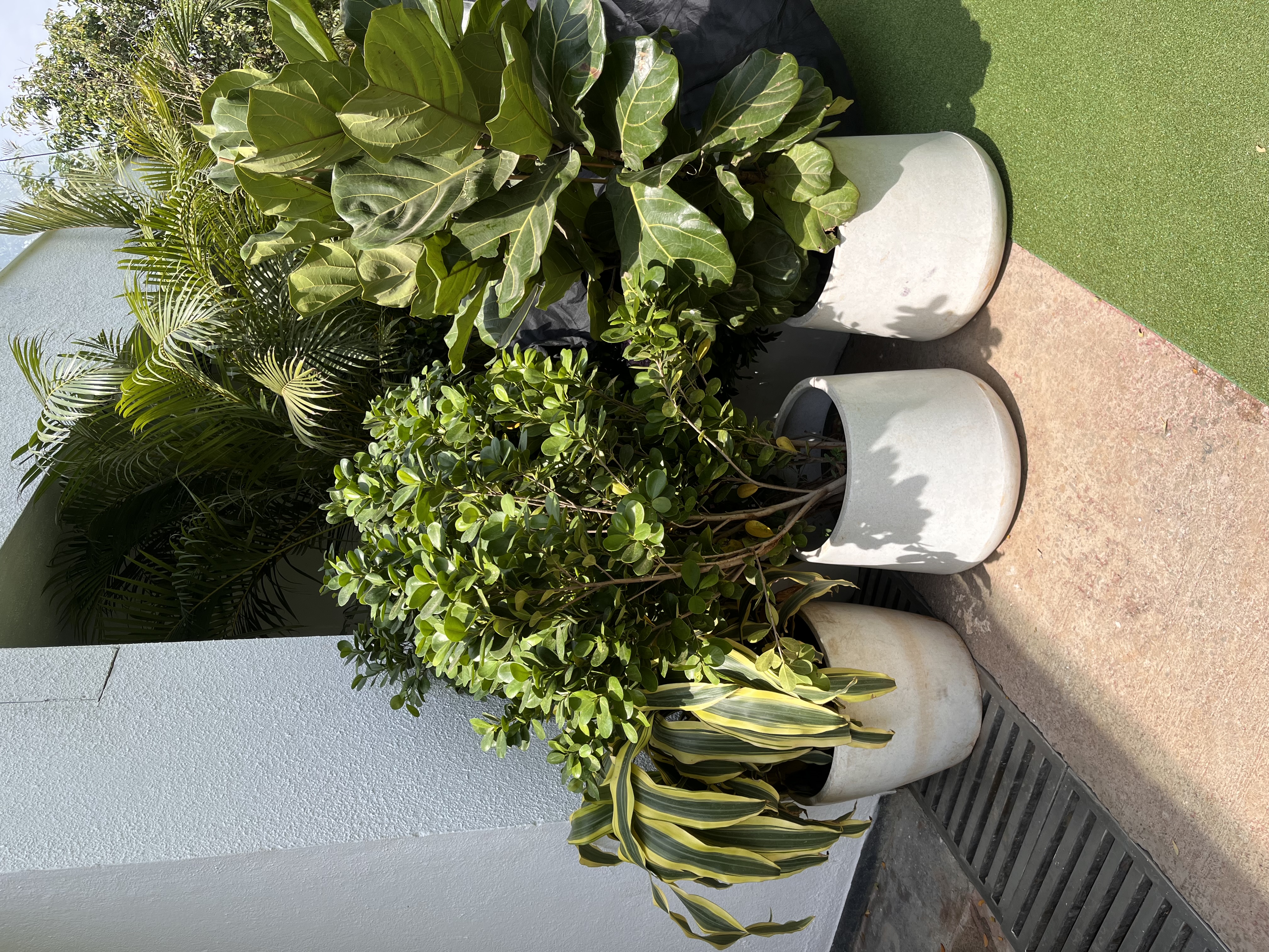 Indoor Potted Plant Collection - Rental