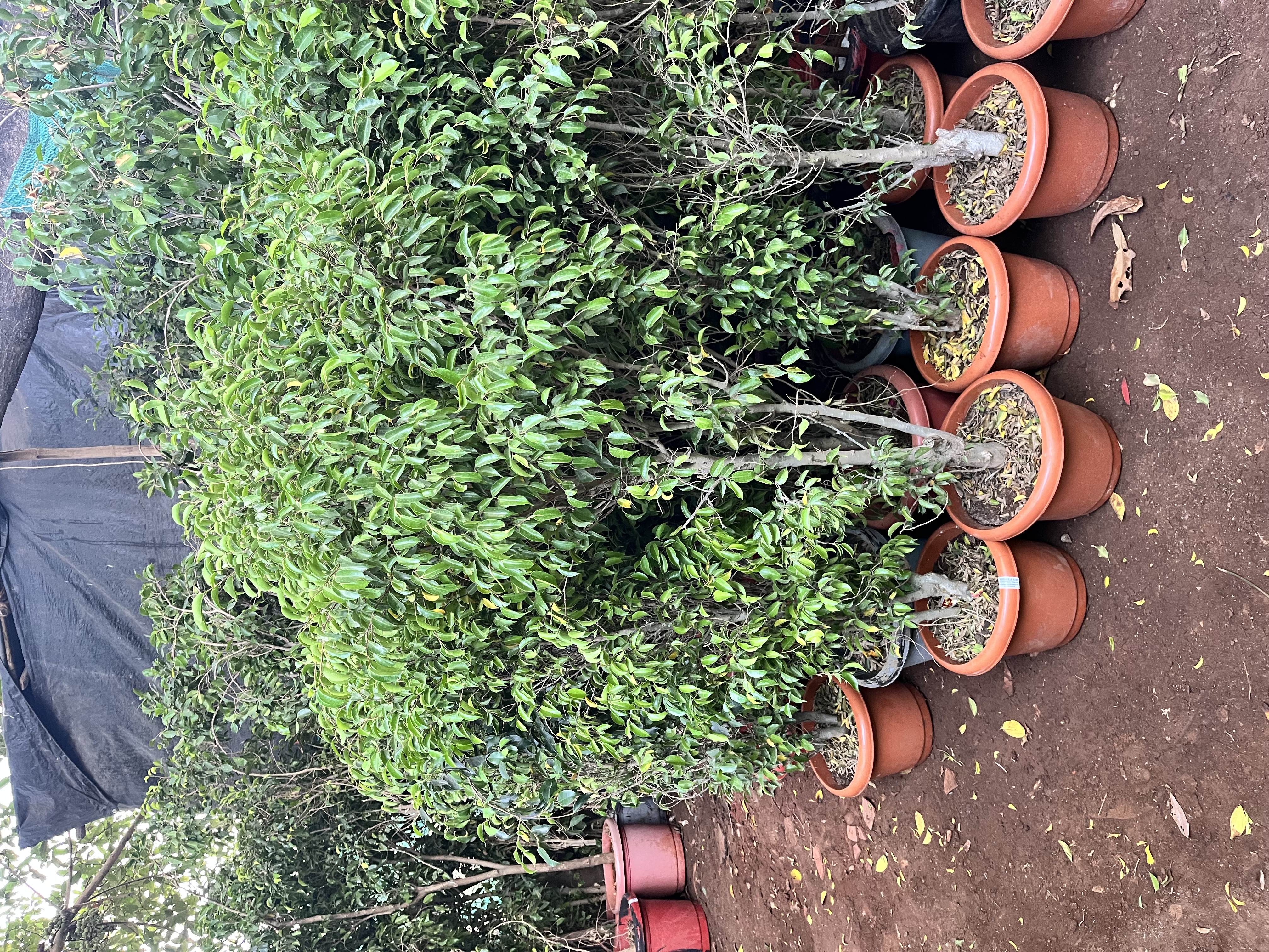 Ficus Benjamina Potted Plant - Rental