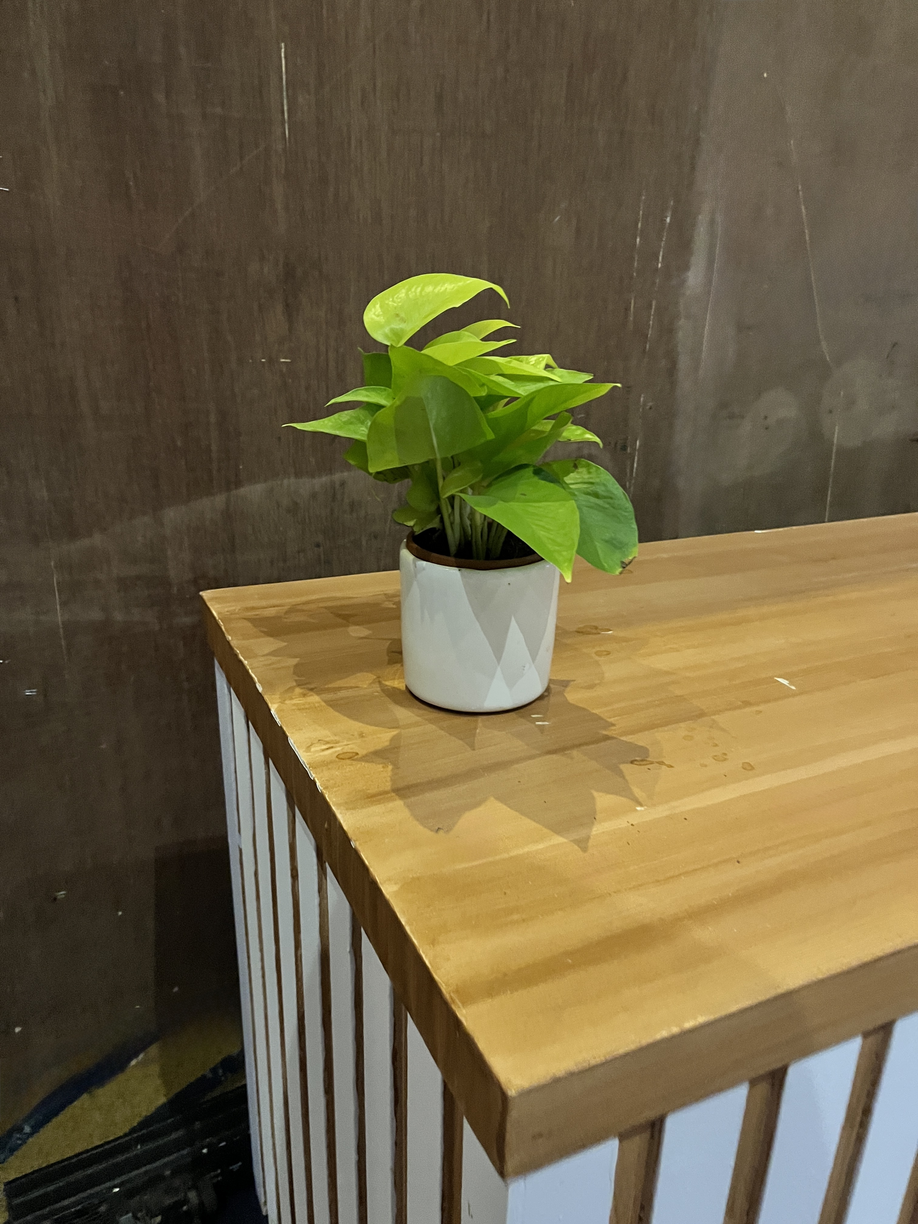 Potted Green Plant - Rental