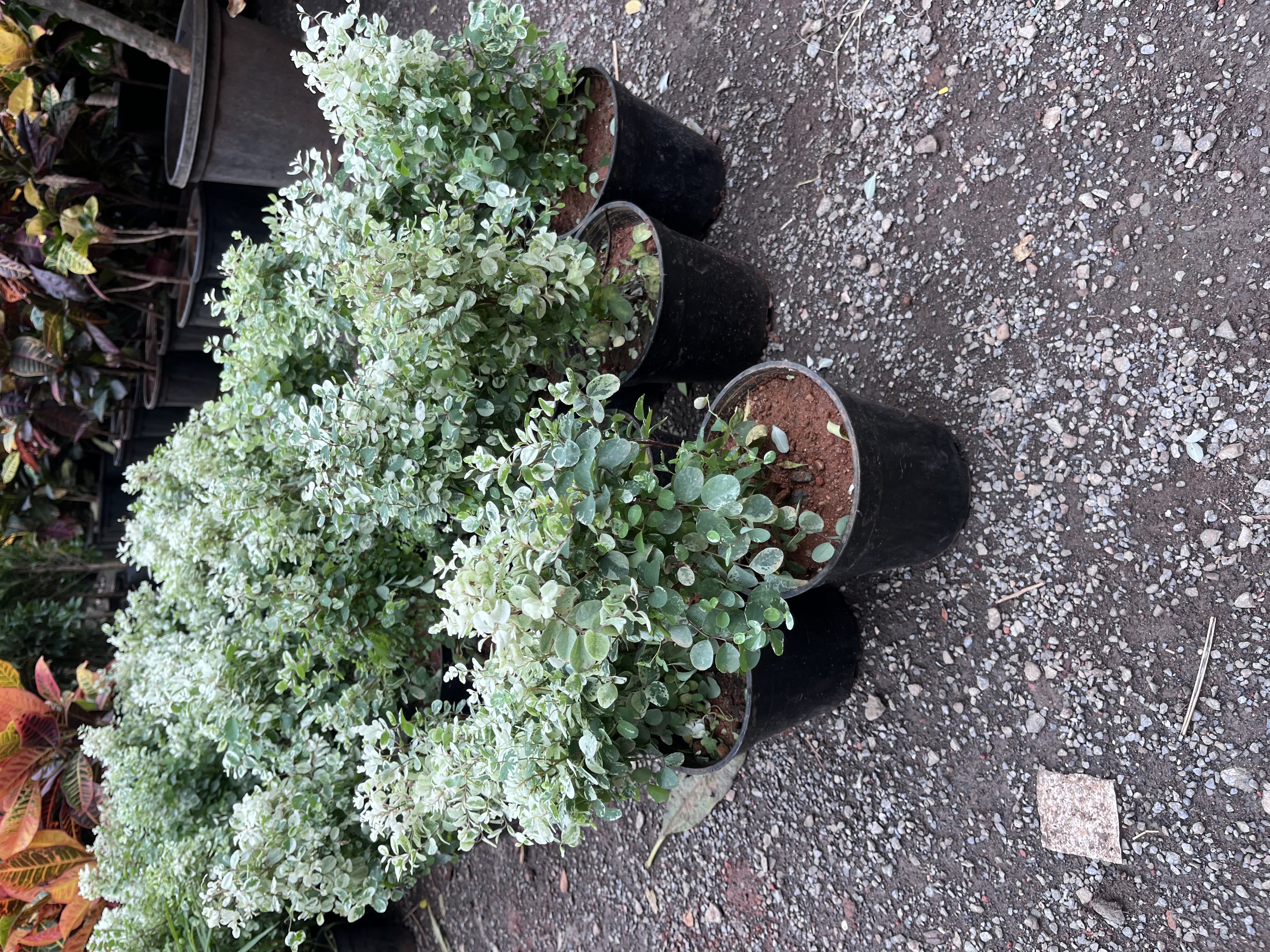 Potted ornamental plants - Rental 