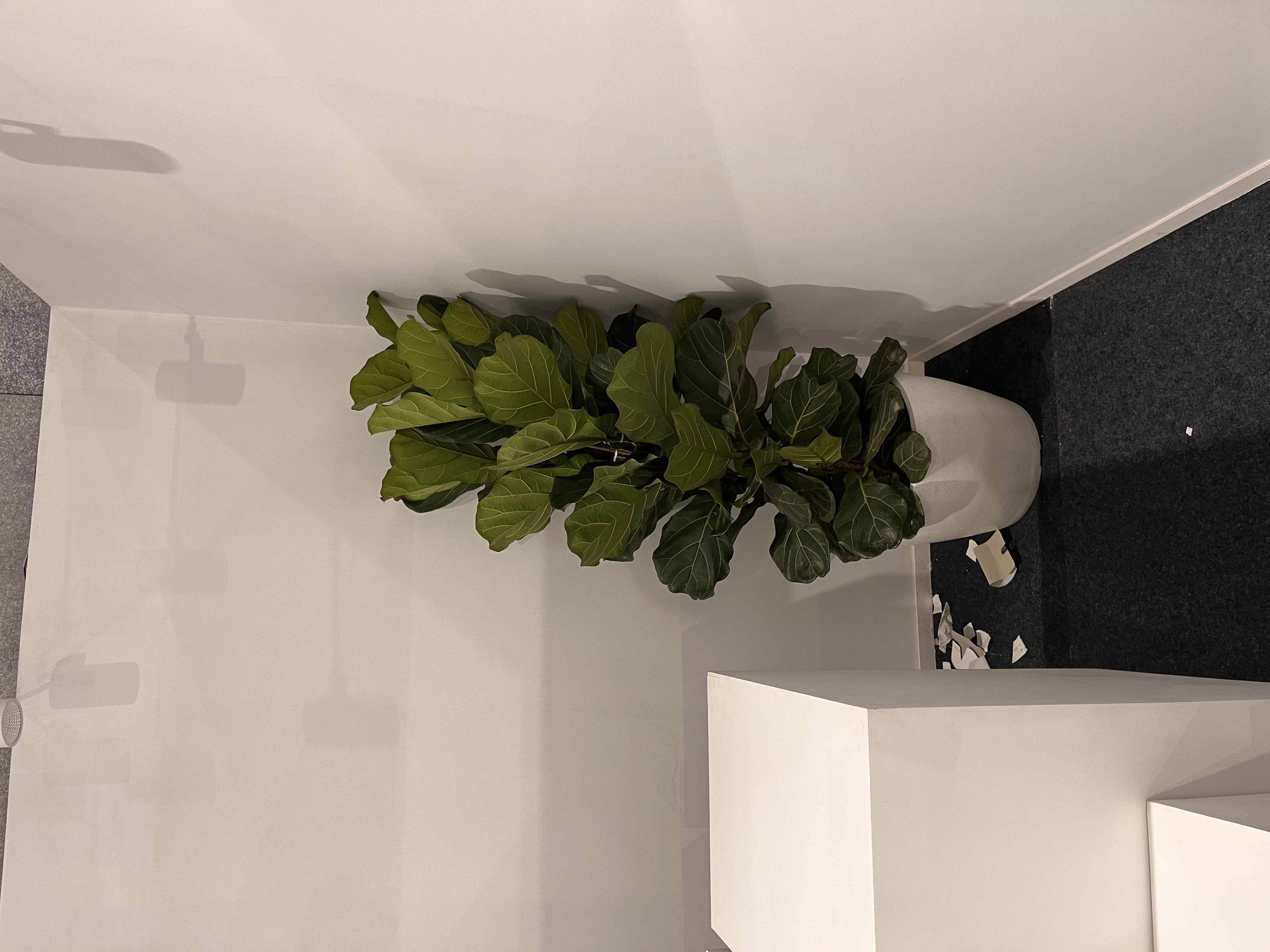 Fiddle Leaf Fig Plant in White Pot - Rental 