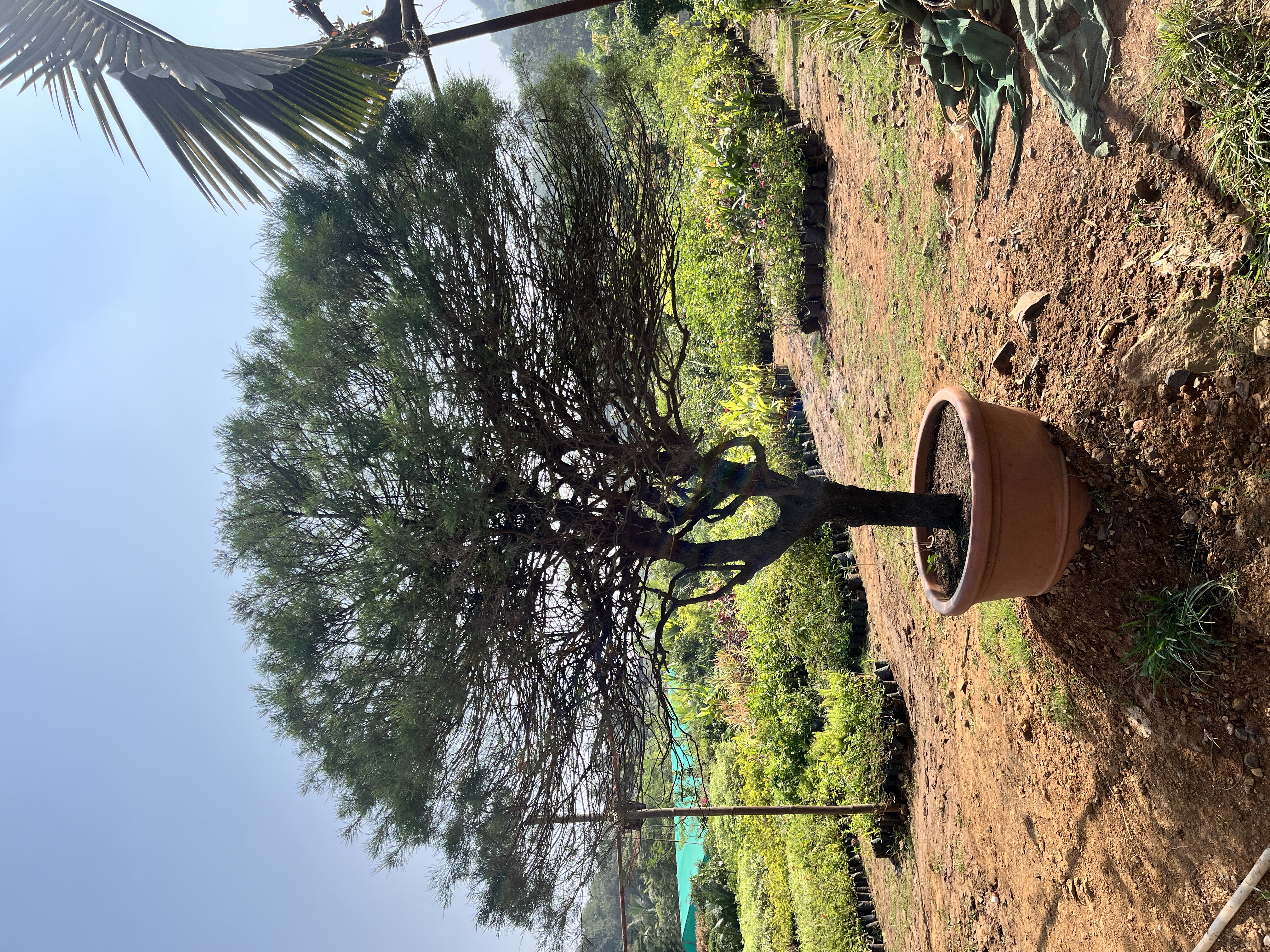Large Potted Tree - Rental