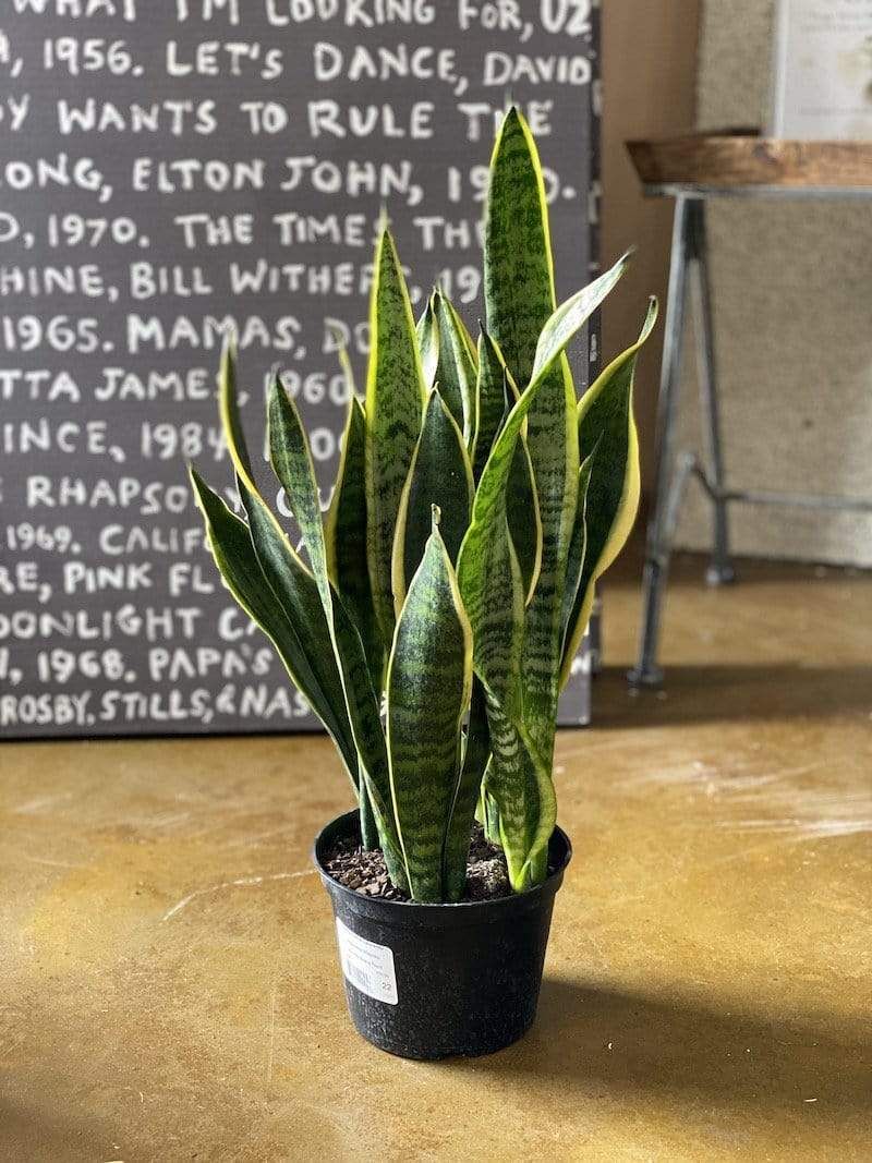 Snake Plant (Sansevieria trifasciata)  - Rental