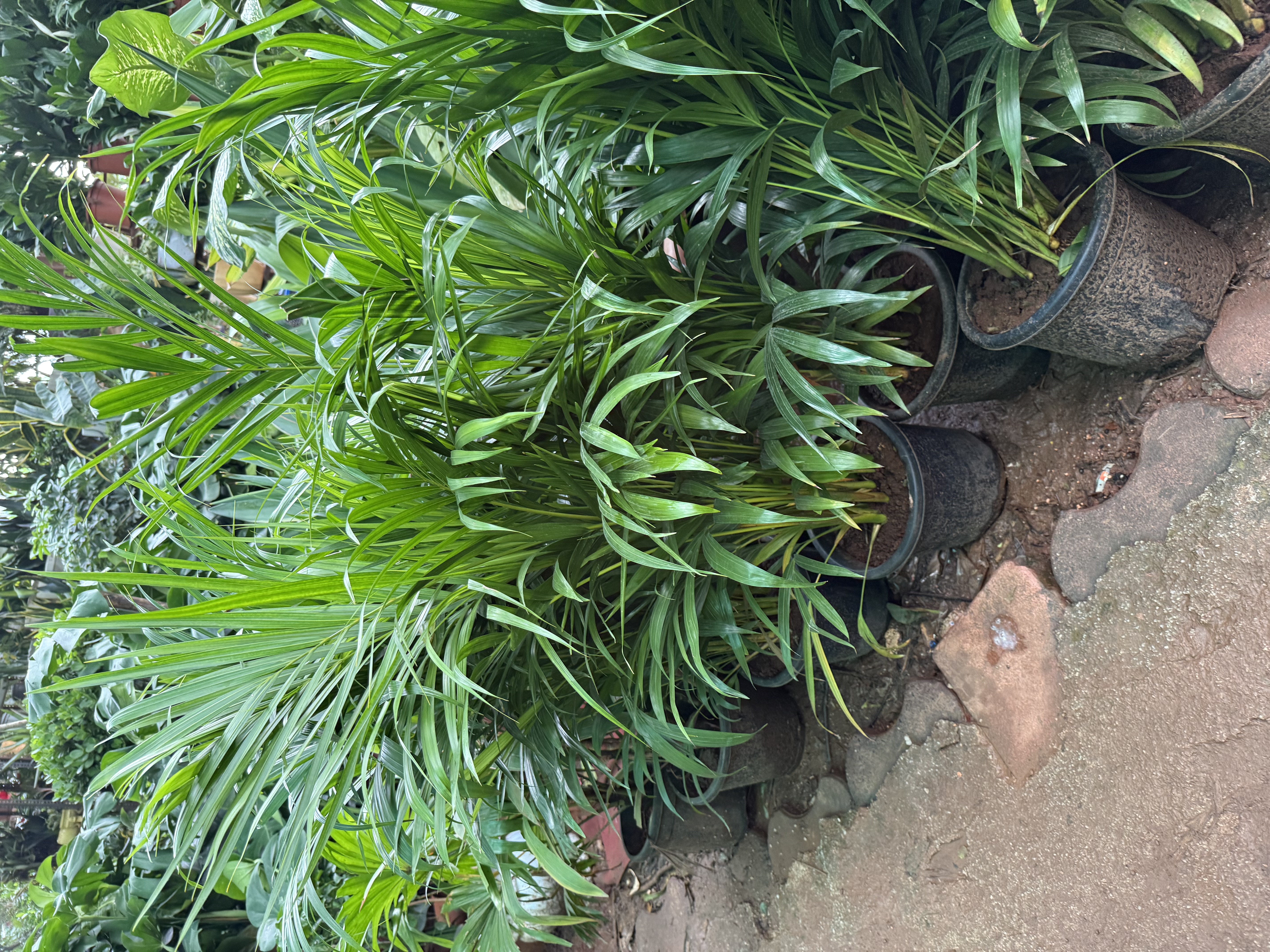 Areca Palm Plant - Rental