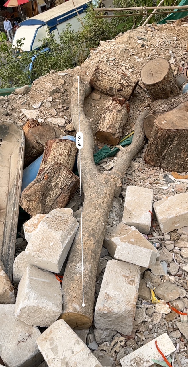 Large Tree Branch Log - Rental