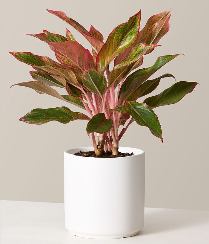 Aglaonema Red Siam Plant - Rental