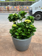 Hydrangea Plant in Pot - Rental