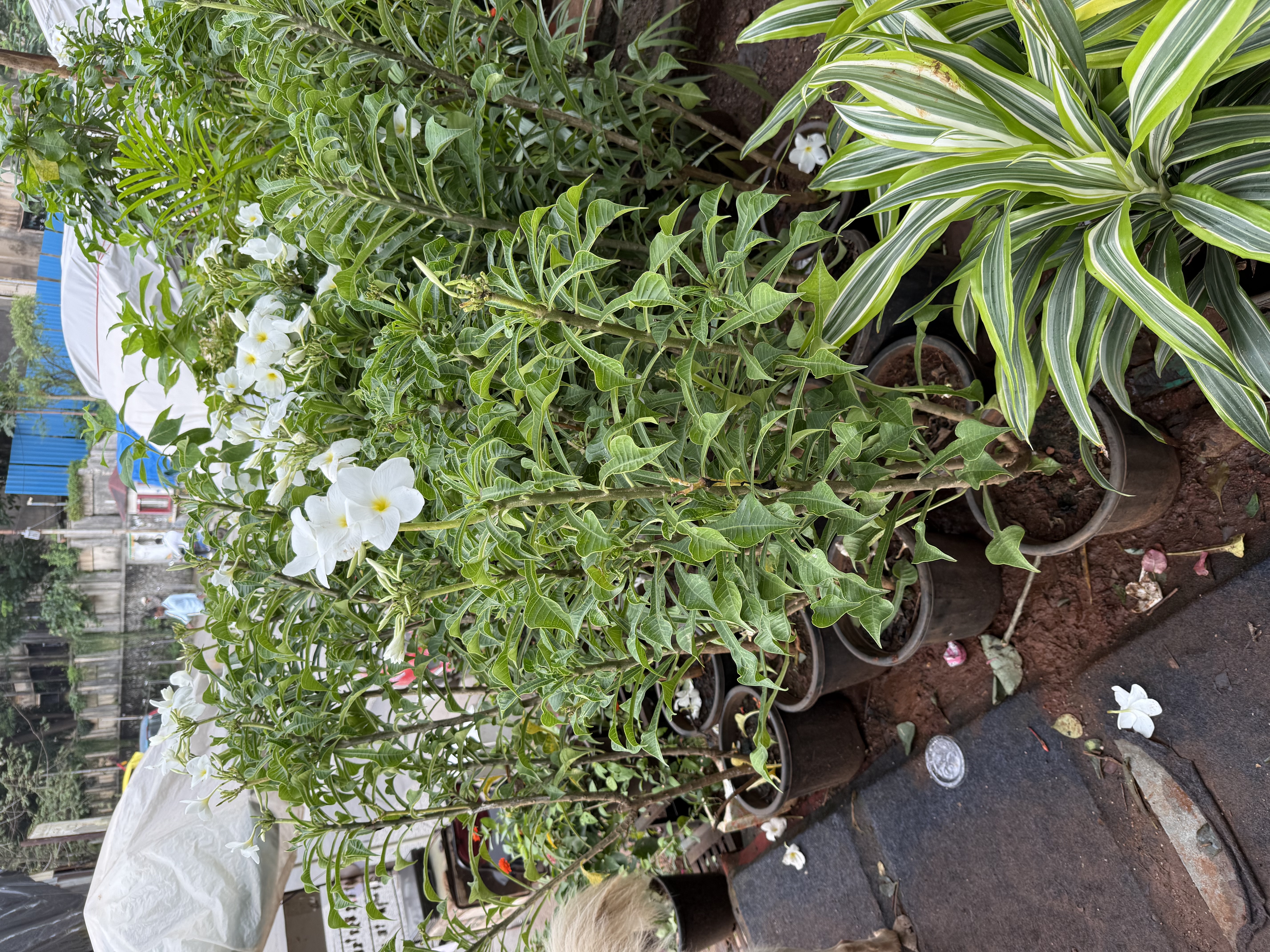 White Flowering Plant in Pot - Rental 