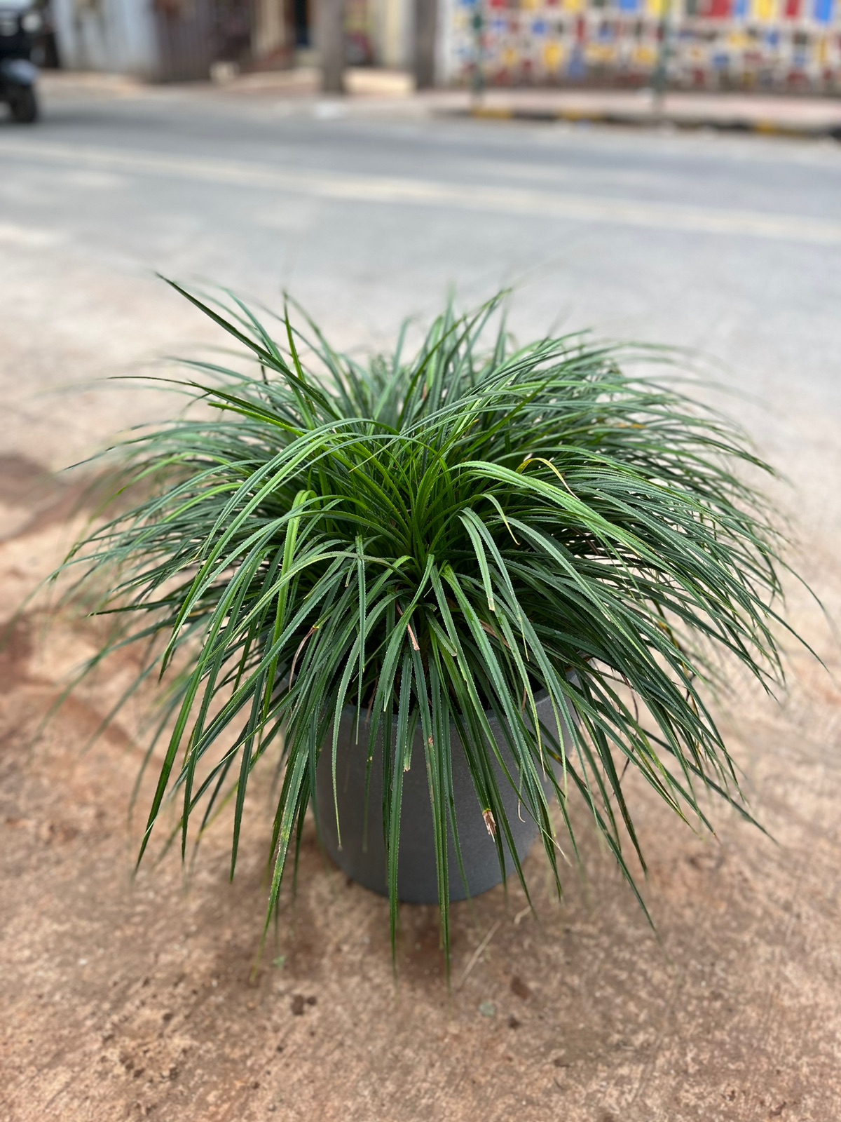 Ornamental Grass Plant in Gray Pot - Rental
