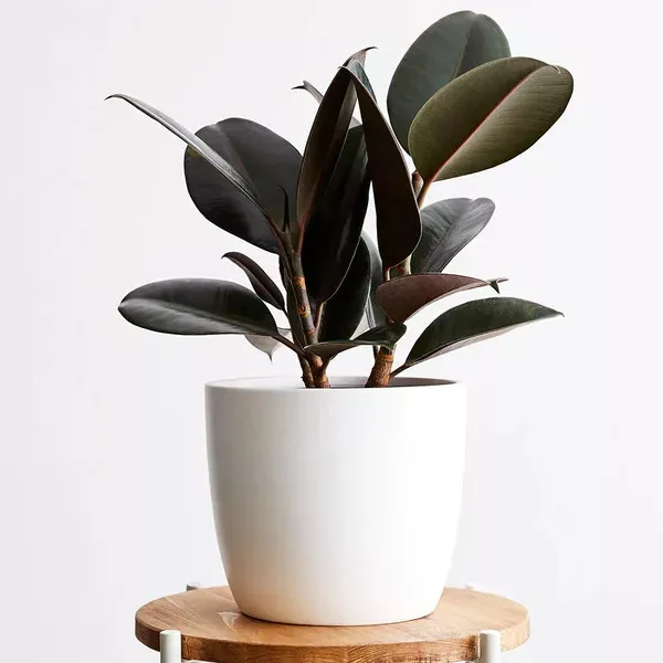 Rubber Plant in Ceramic Pot - Rental