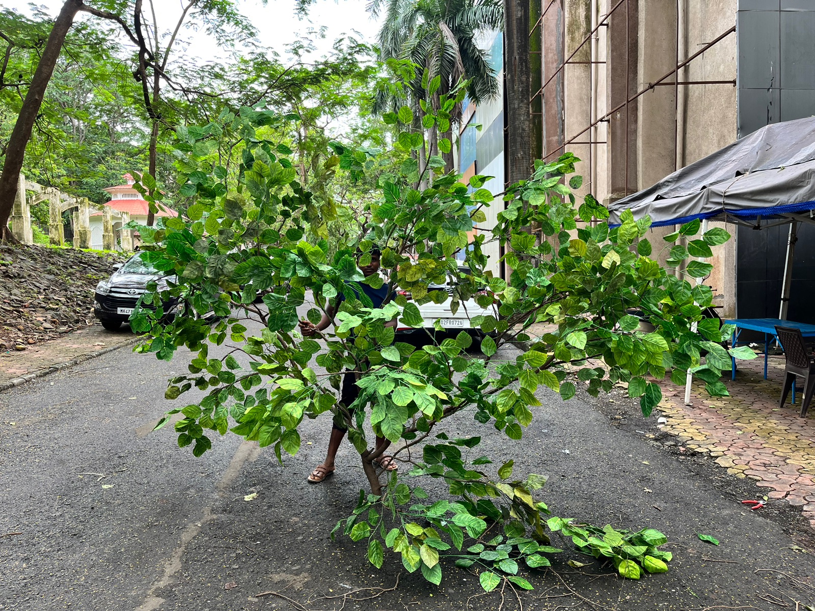 Freshly Cut Tree Branch - Rental