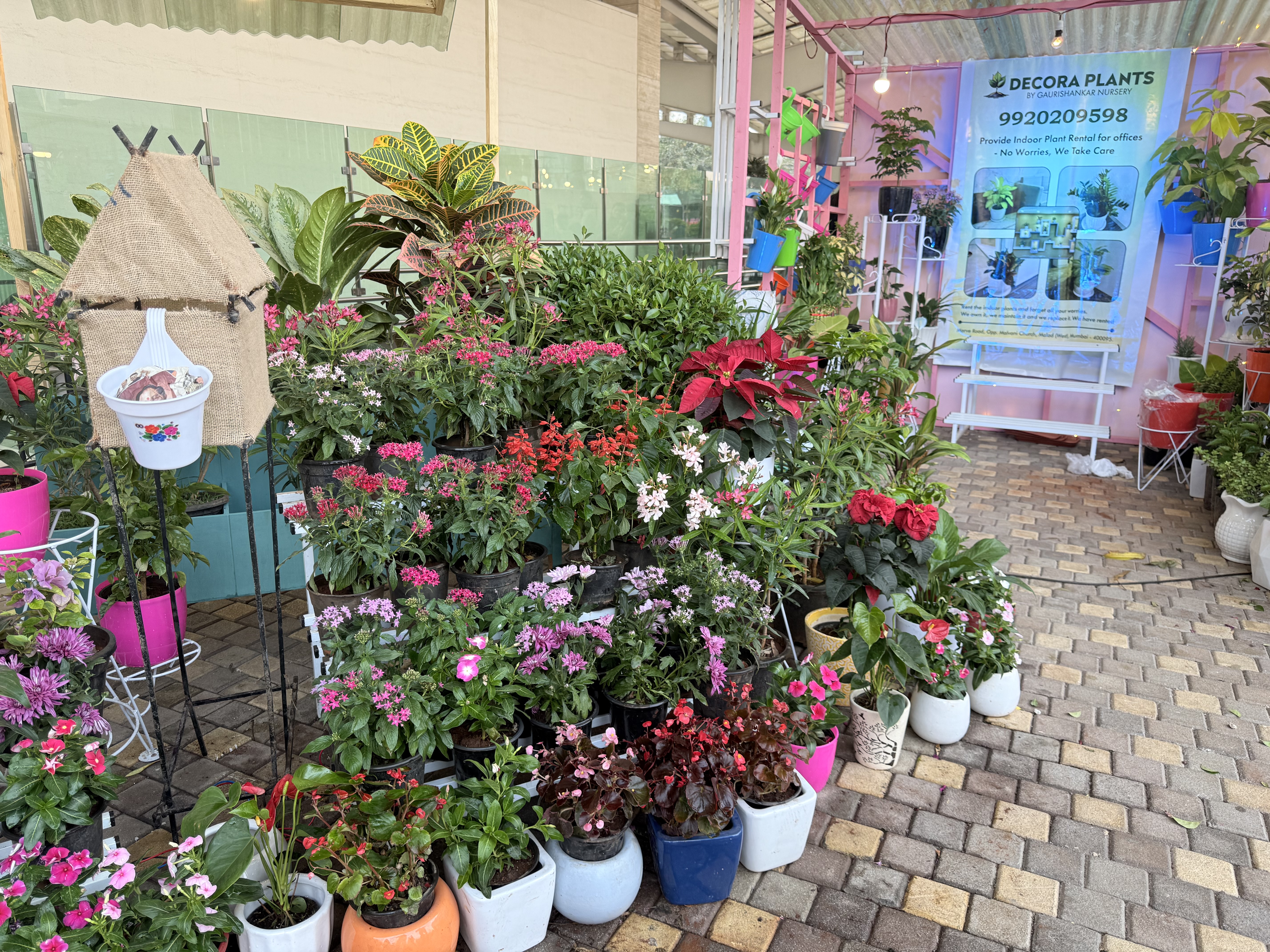 Flowering Potted Plants Collection - Rental