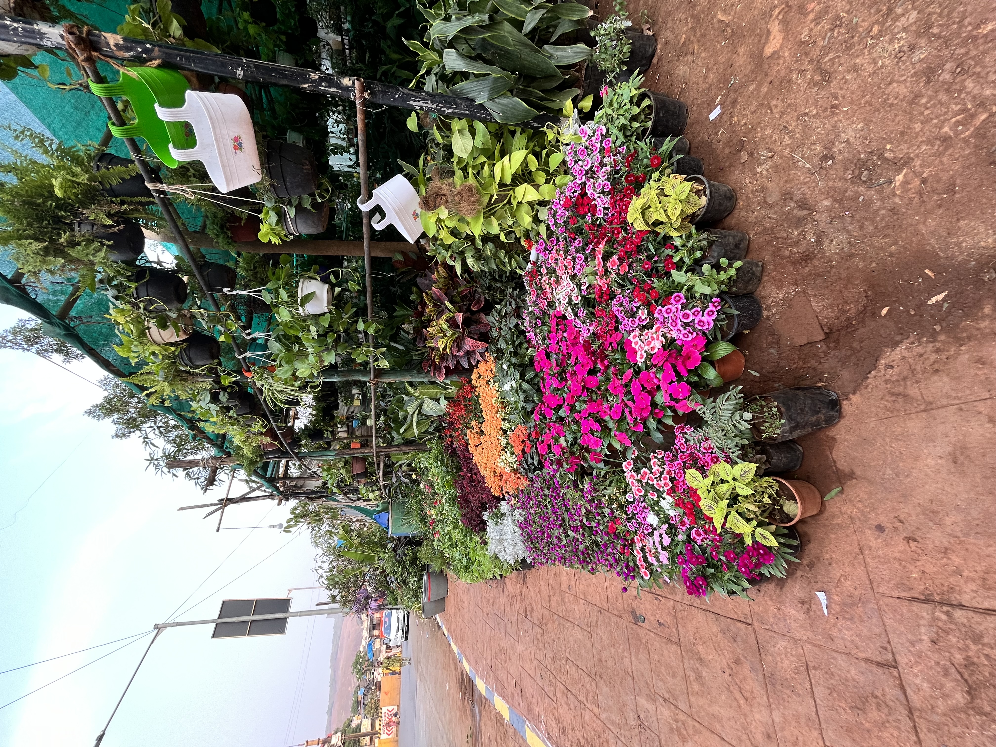 Flowering Potted Plants Assortment - Rental