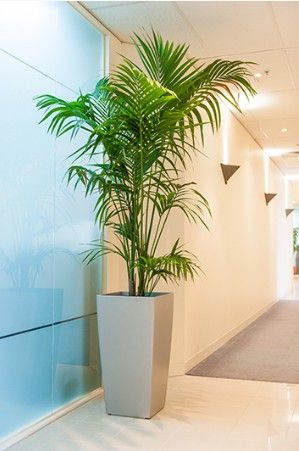 Indoor Tall Palm Plant - Rental