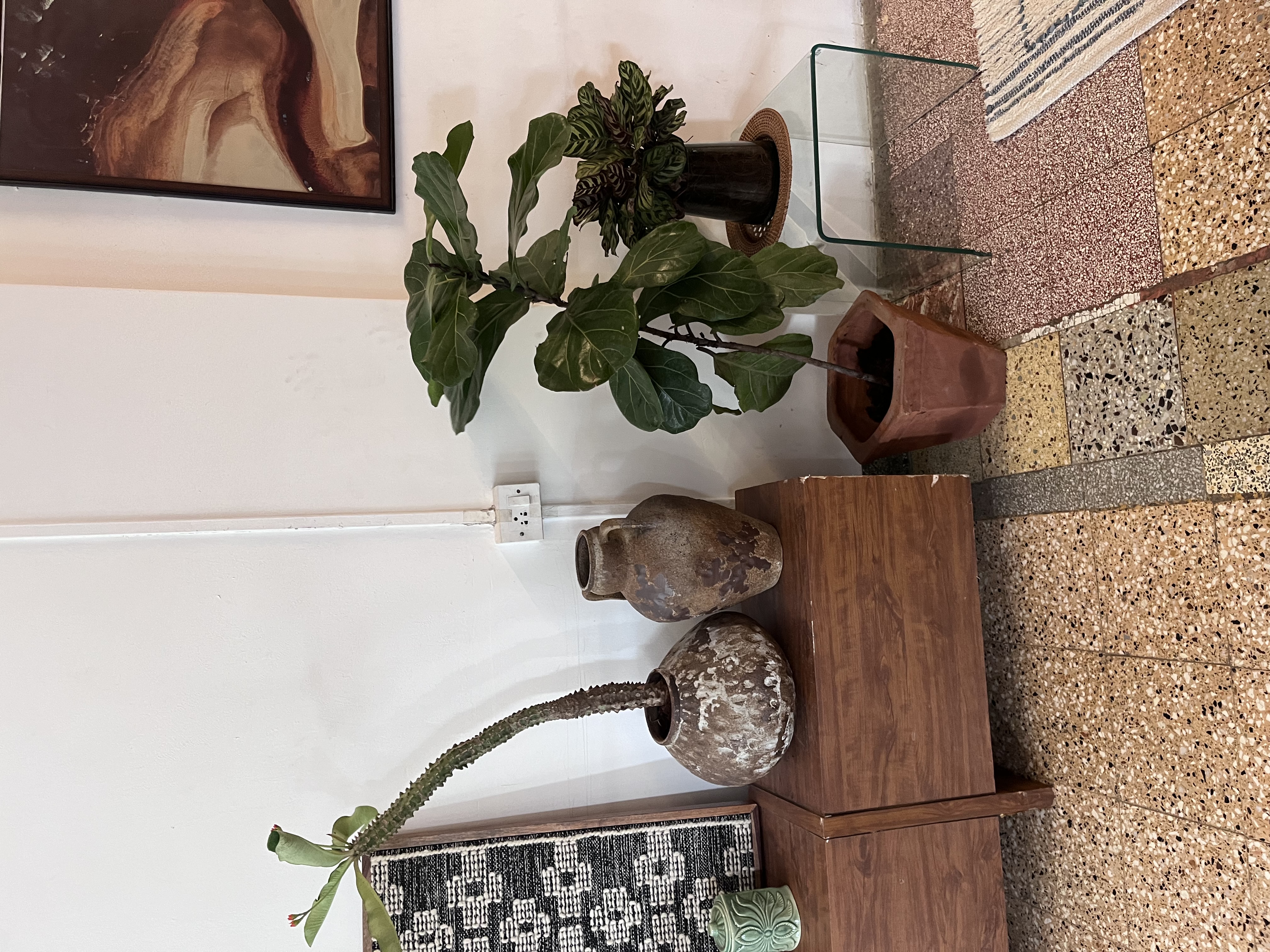 Fiddle Leaf Fig Plant - Rental 