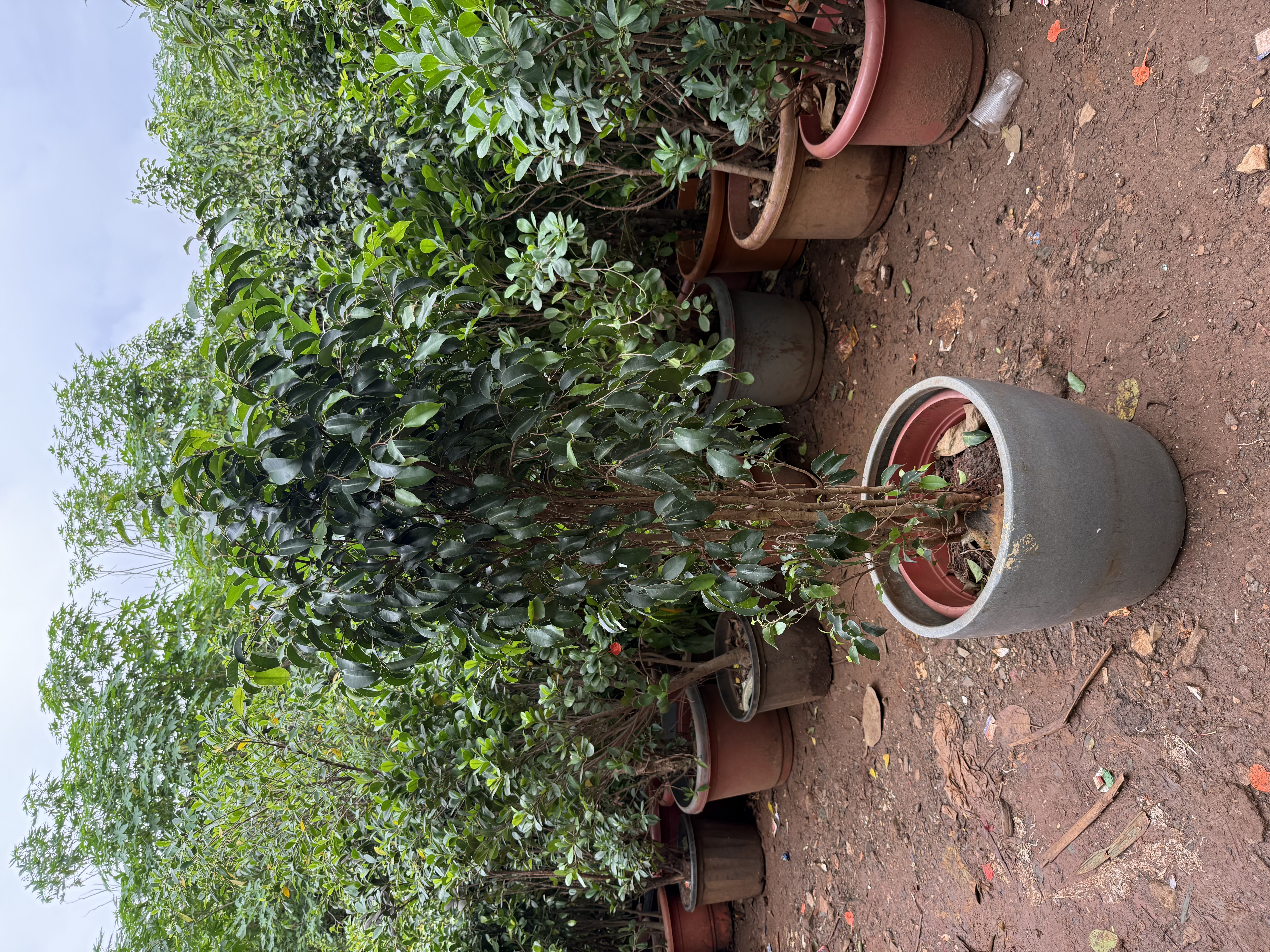 Ficus Plant in Pot - Rental