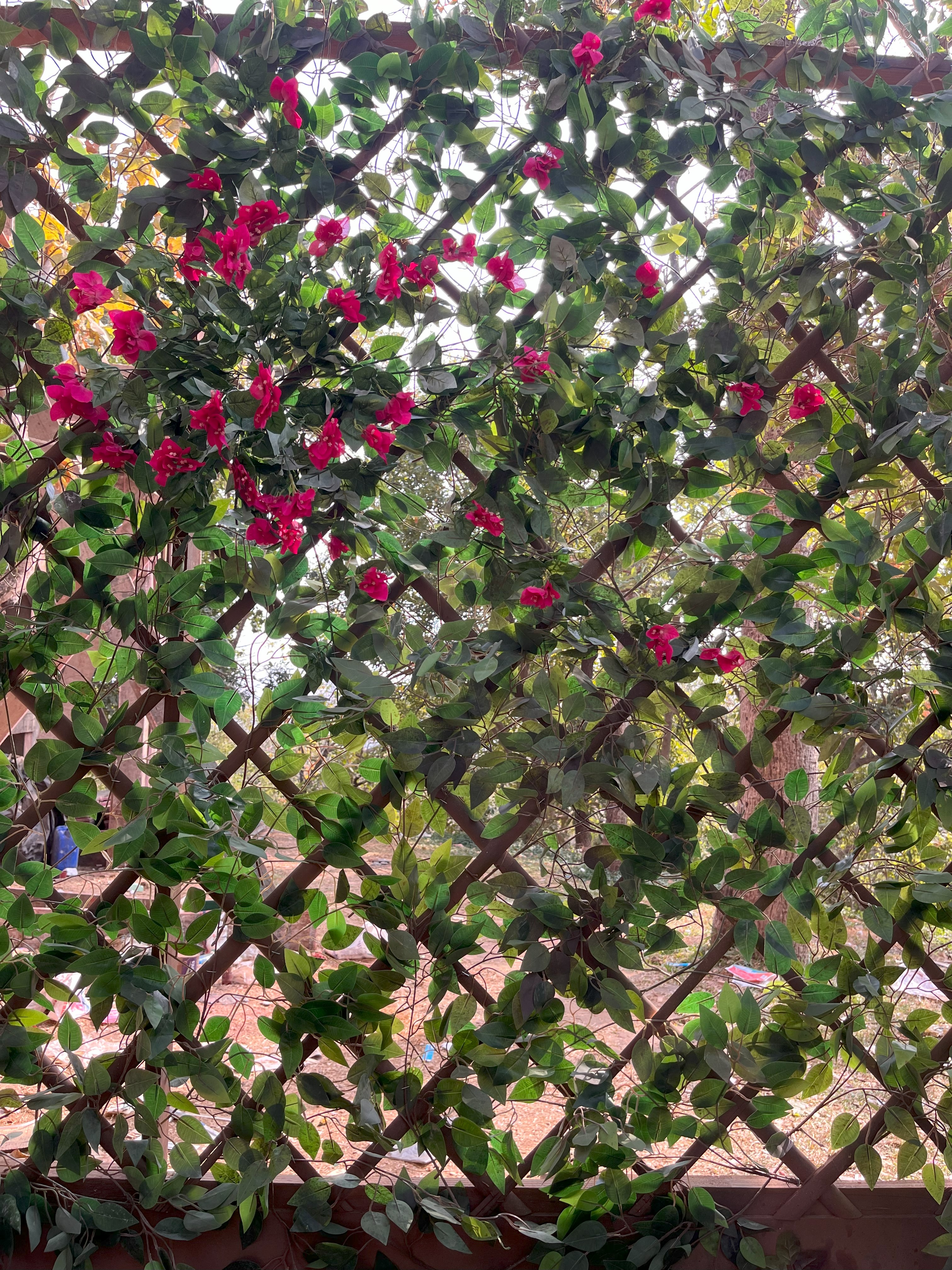 Trellis with Bougainvillea Vines - Rental