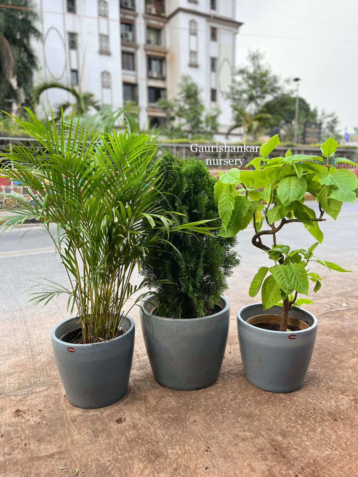Potted Plant Trio - Rental