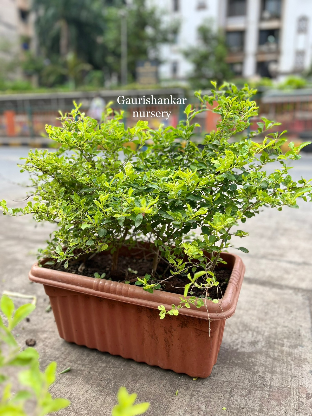 Healthy Green Shrub in Plastic Planter - Rental 