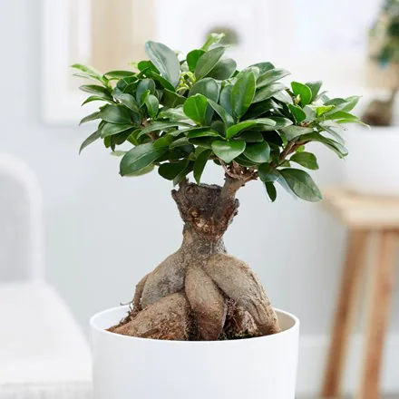 Ficus Ginseng Bonsai - Rental