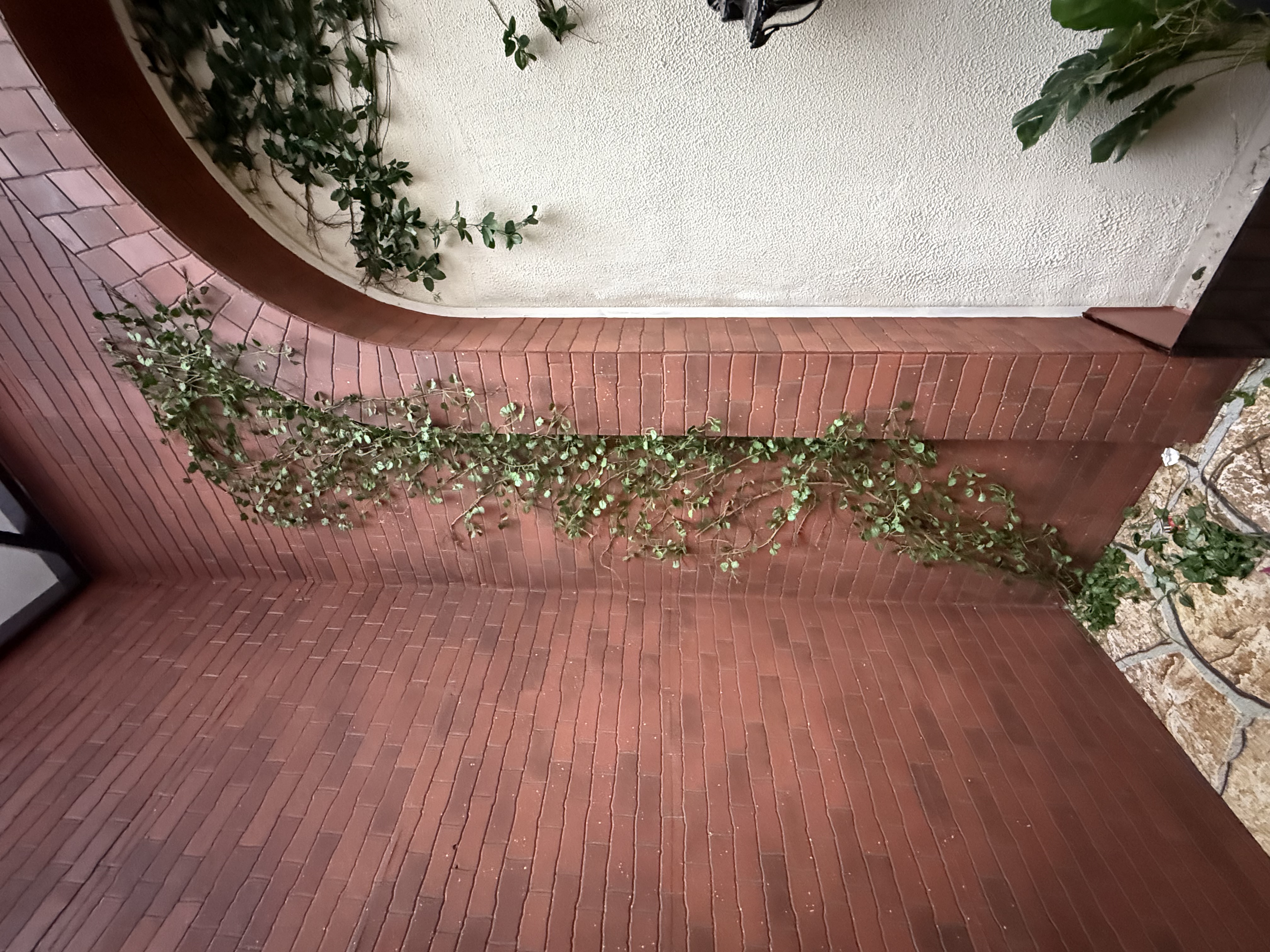 Decorative Creeper Plant - Rental