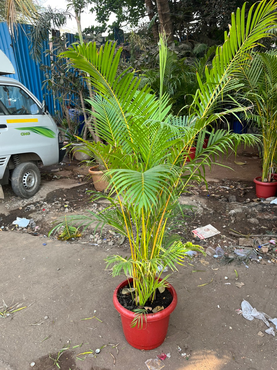 Areca palm plant - Rental 