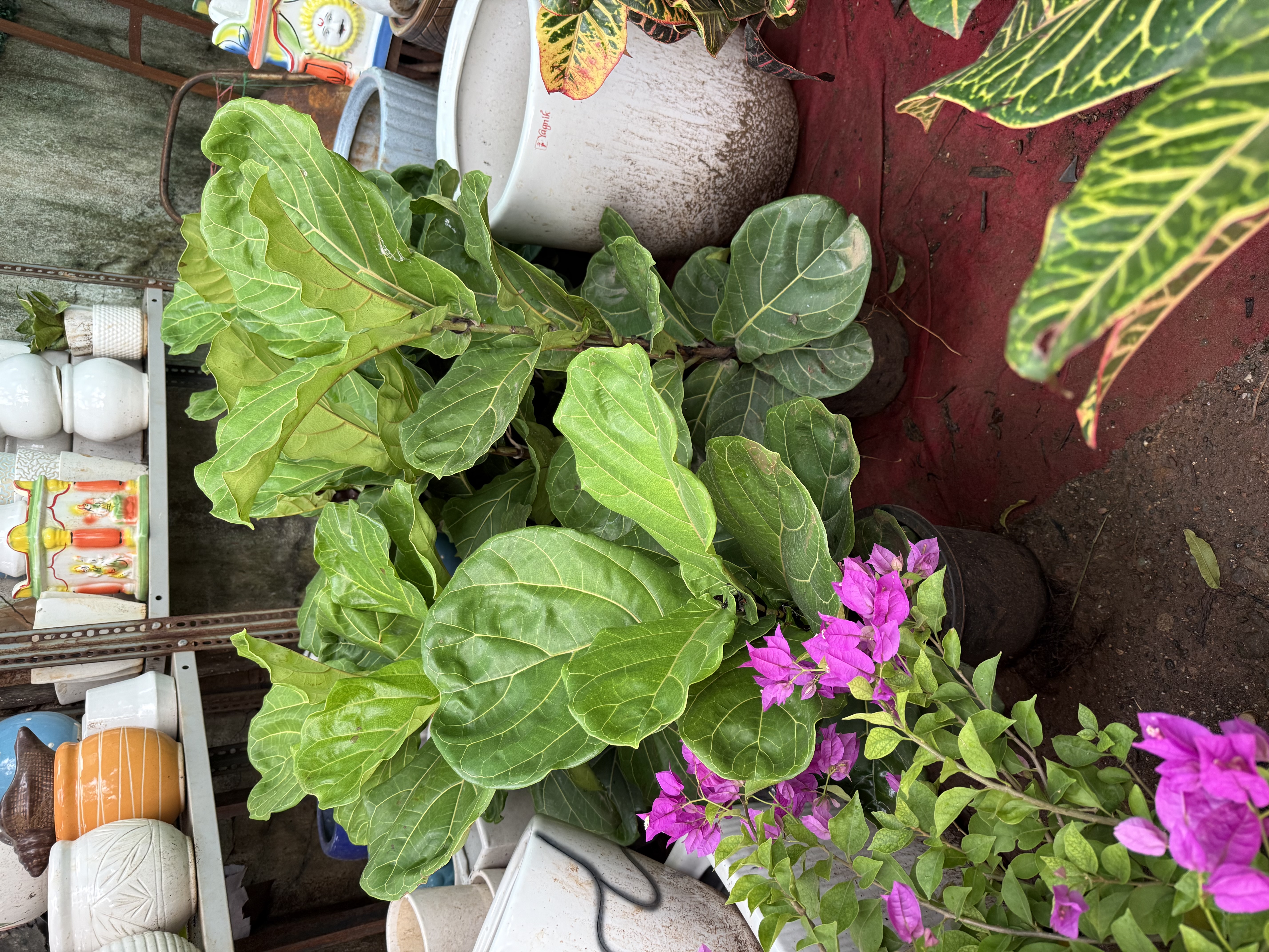 Fiddle Leaf Fig Plant - Rental 