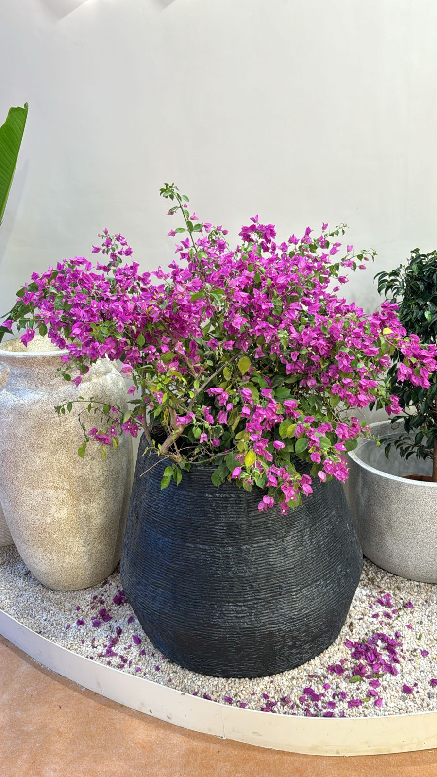 Bougainvillea Plant in Decorative Pot - Rental