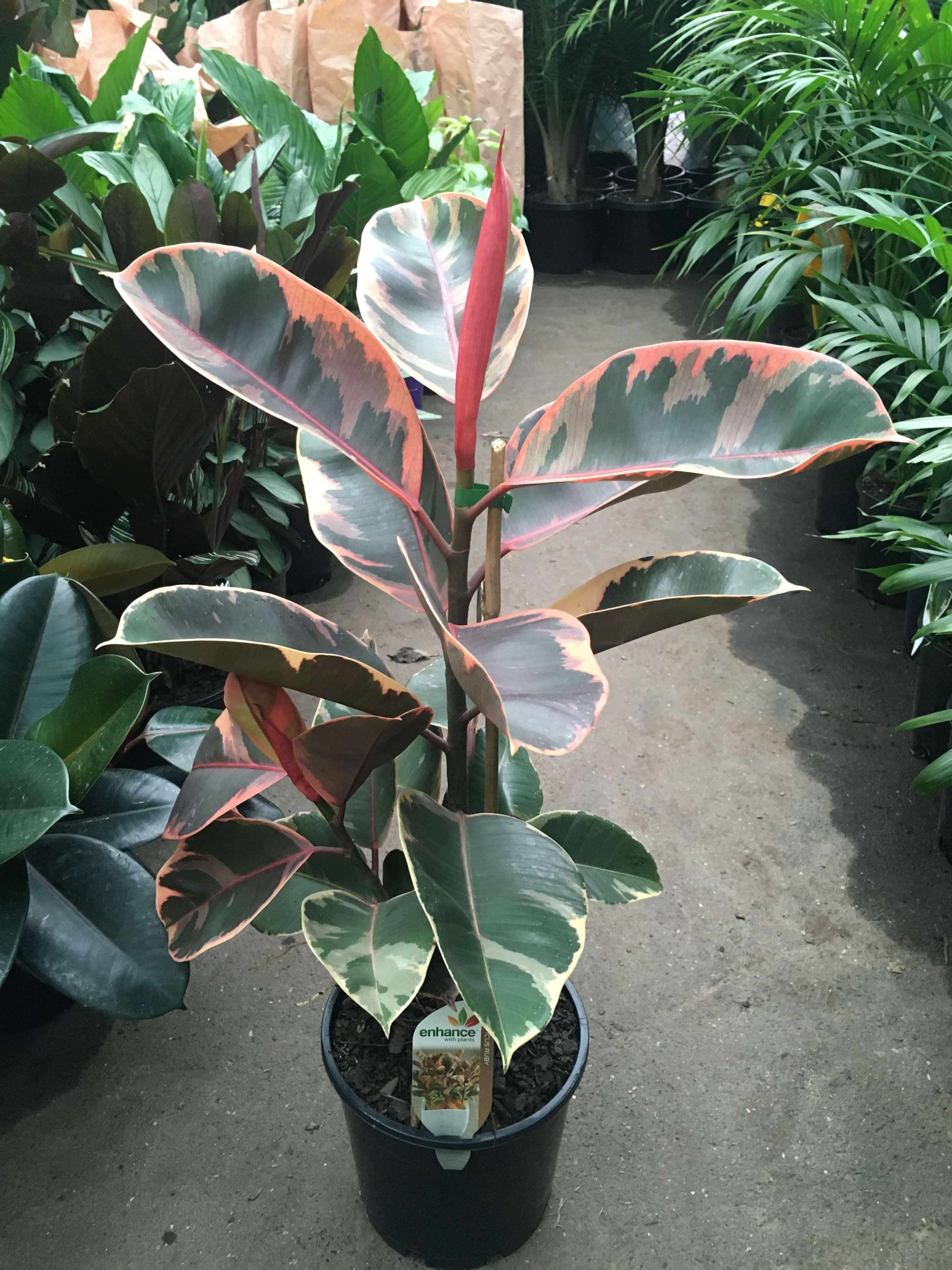 Ficus elastica 'Ruby' - Rental 