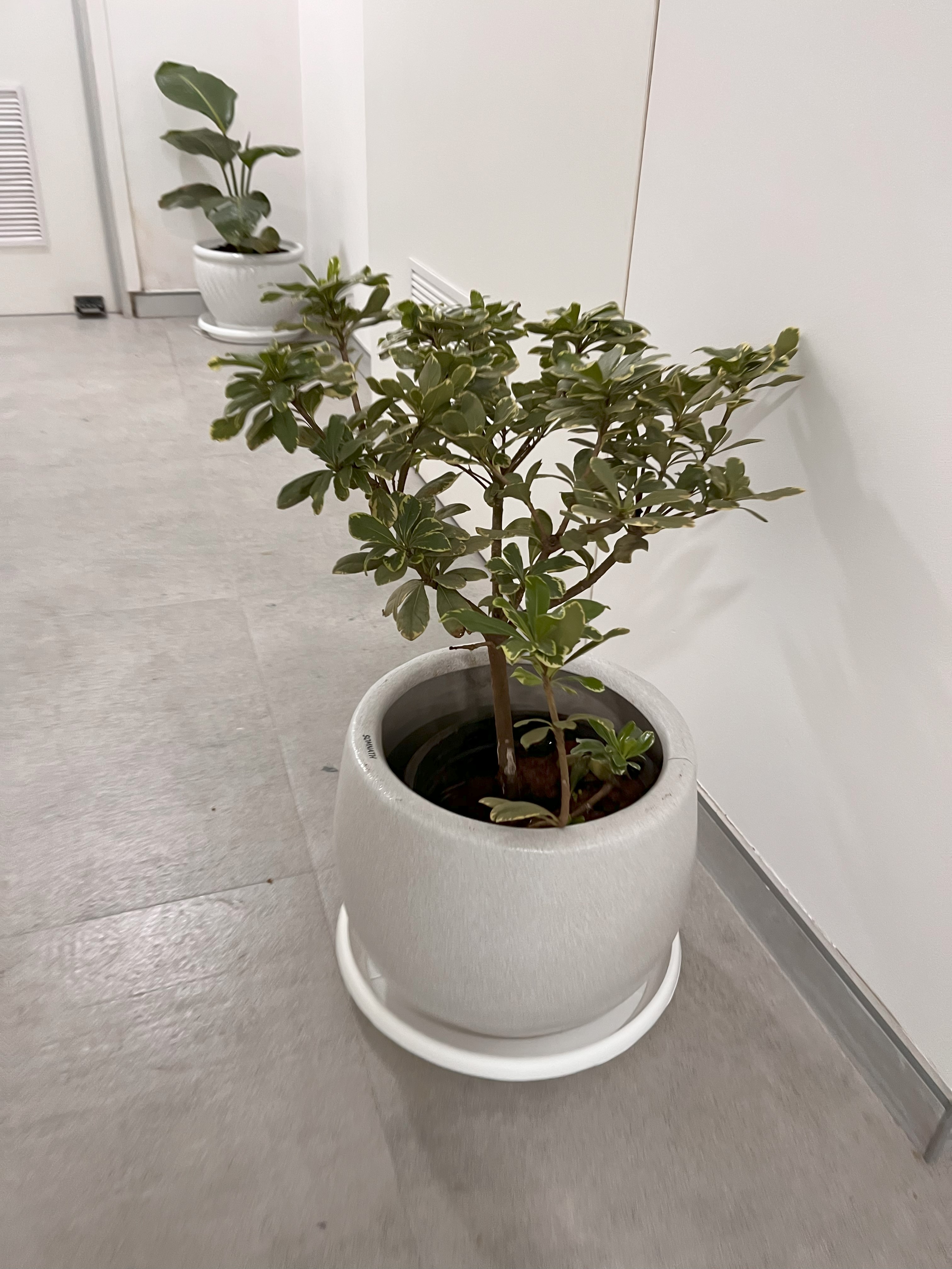 Indoor Decorative Plant in White Ceramic Pot  - Rental