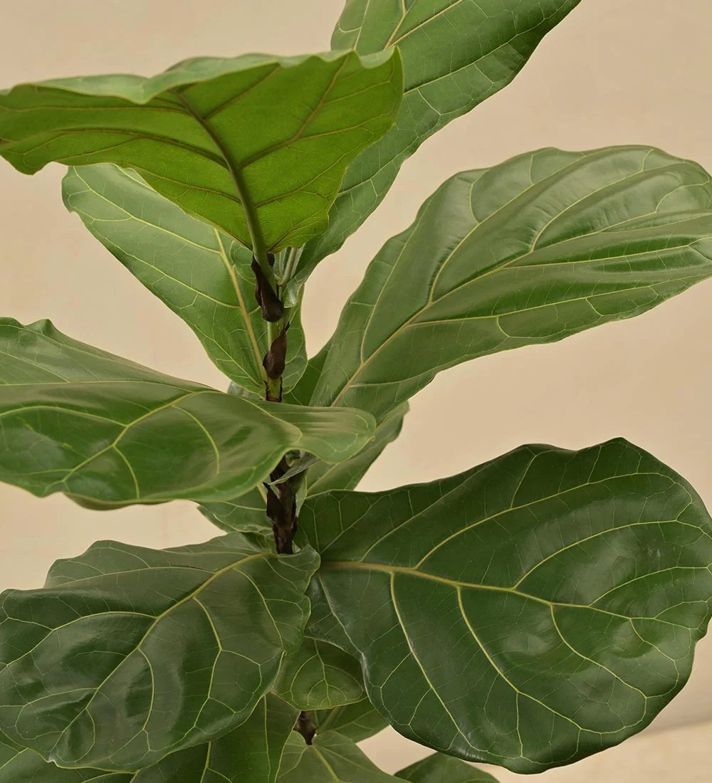 Fiddle Leaf Fig Plant - Rental