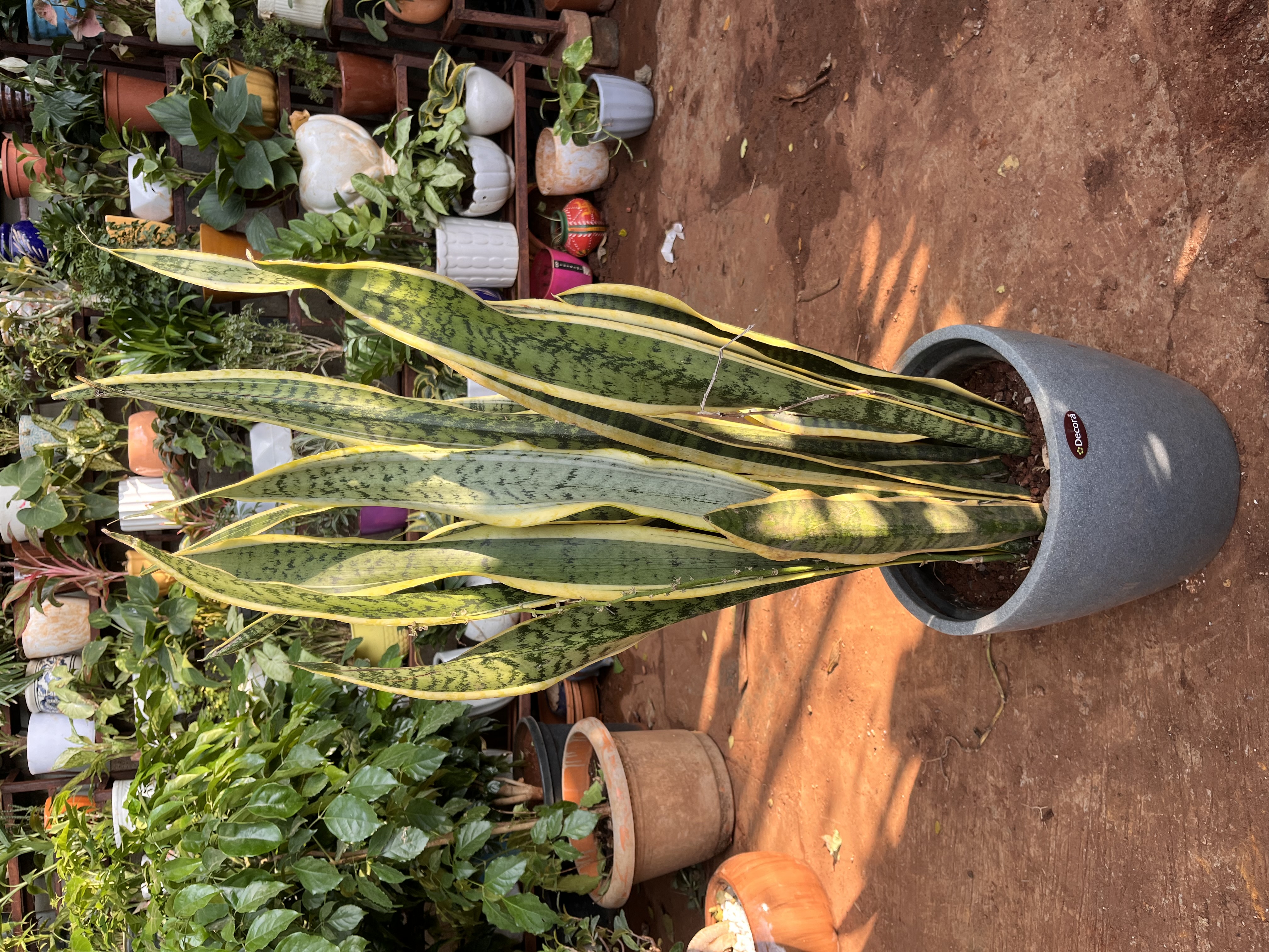 Sansevieria trifasciata (Snake Plant) - Rental 