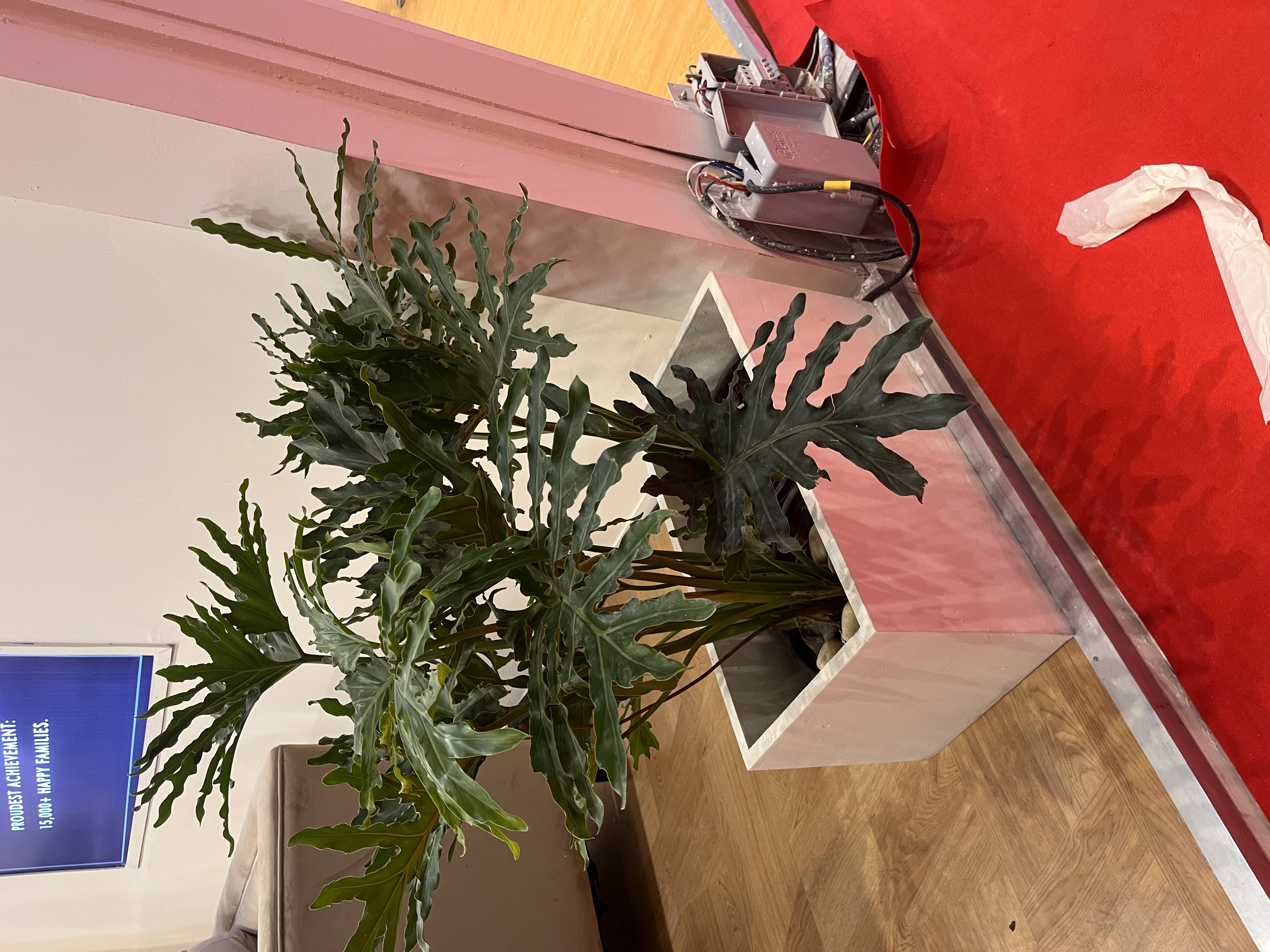 Large Indoor Philodendron Plant in Modern Planter - Rental