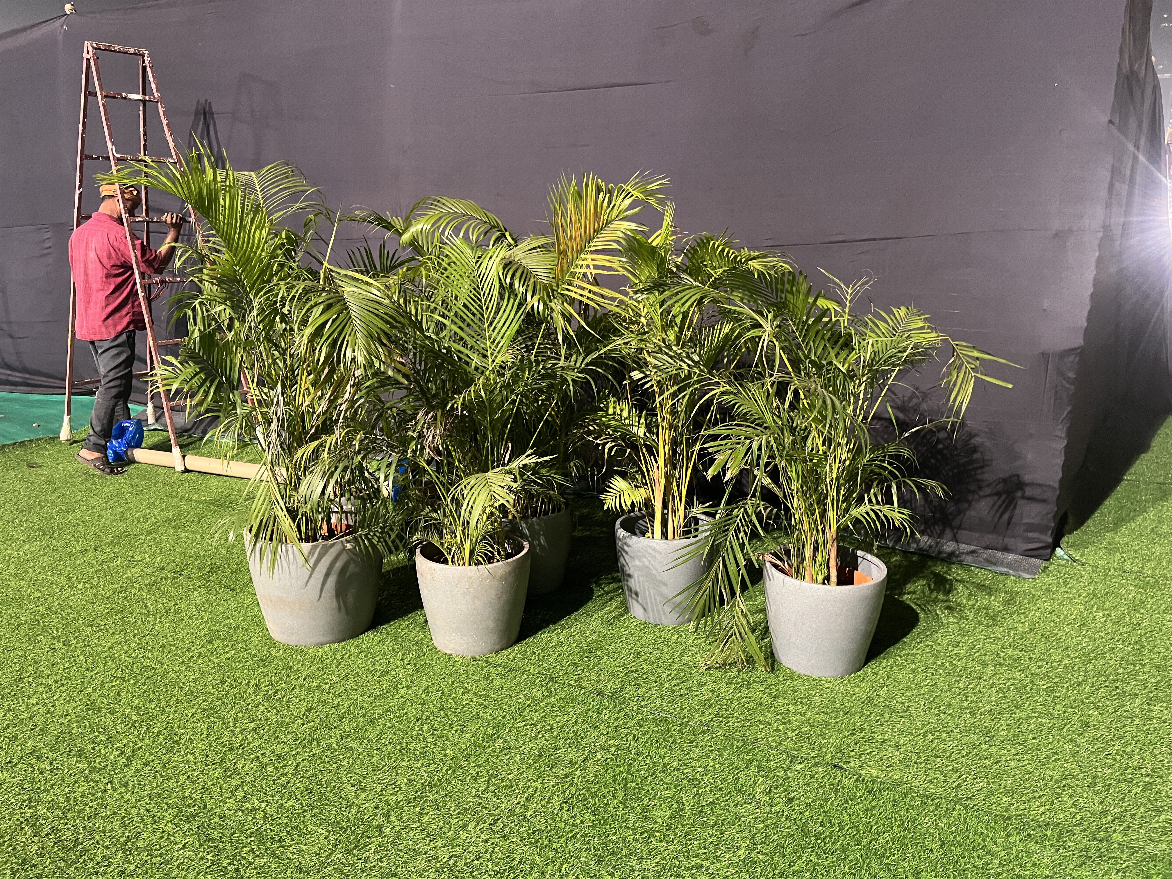 Potted Palm Plants - Rental
