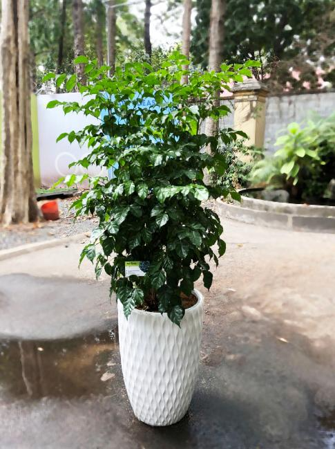 Large potted indoor plant  - Rental 