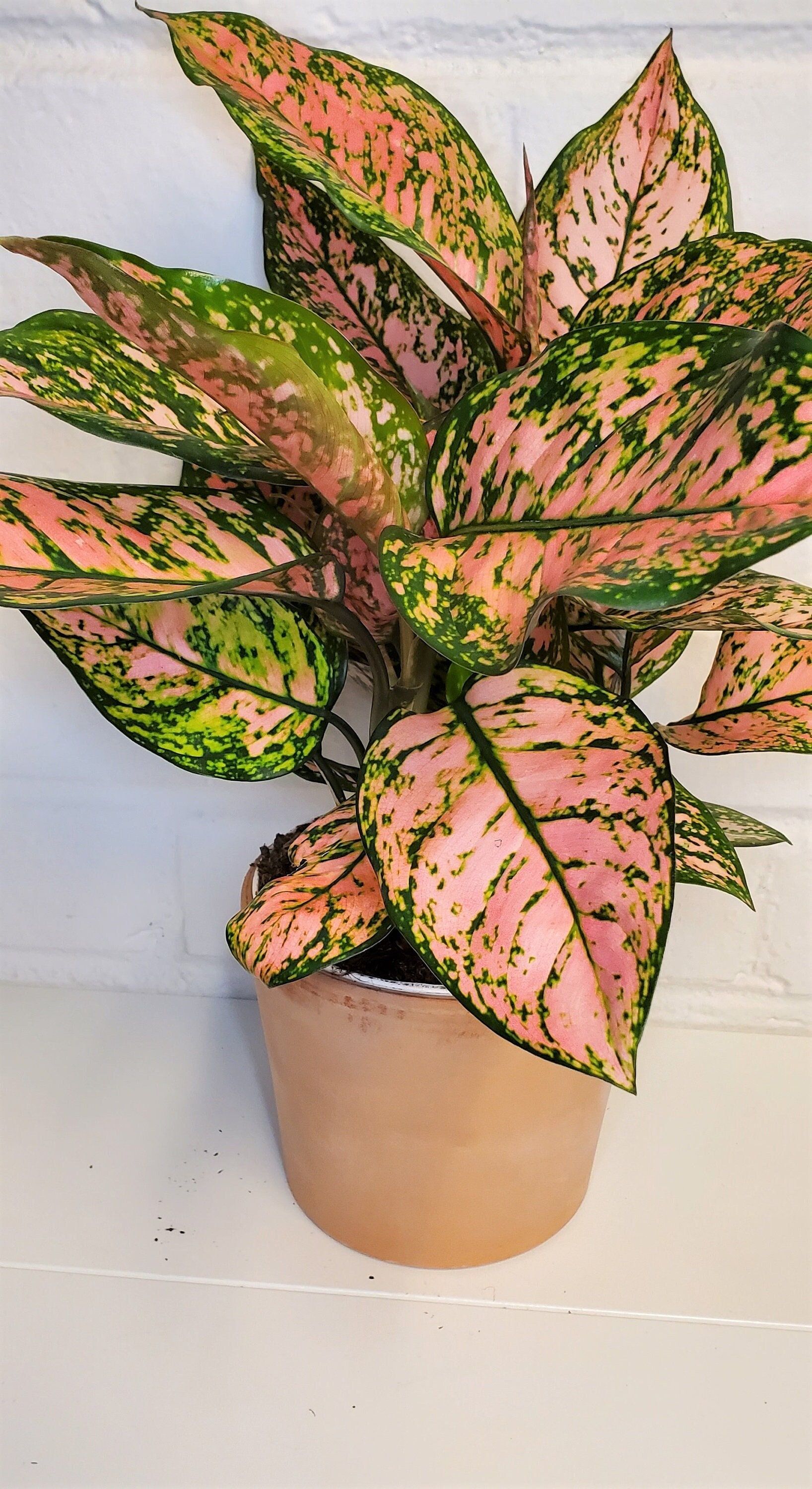 Aglaonema Pink Plant - Rental