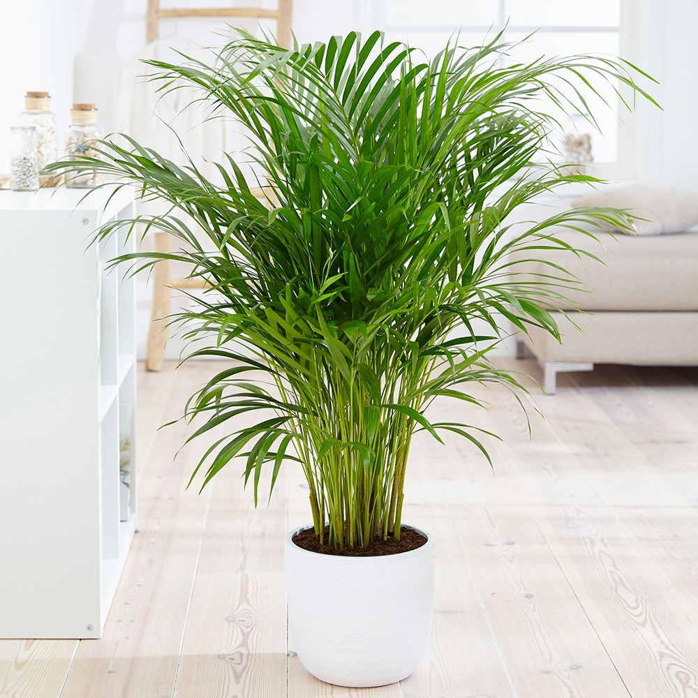 Areca Palm Plant - Rental