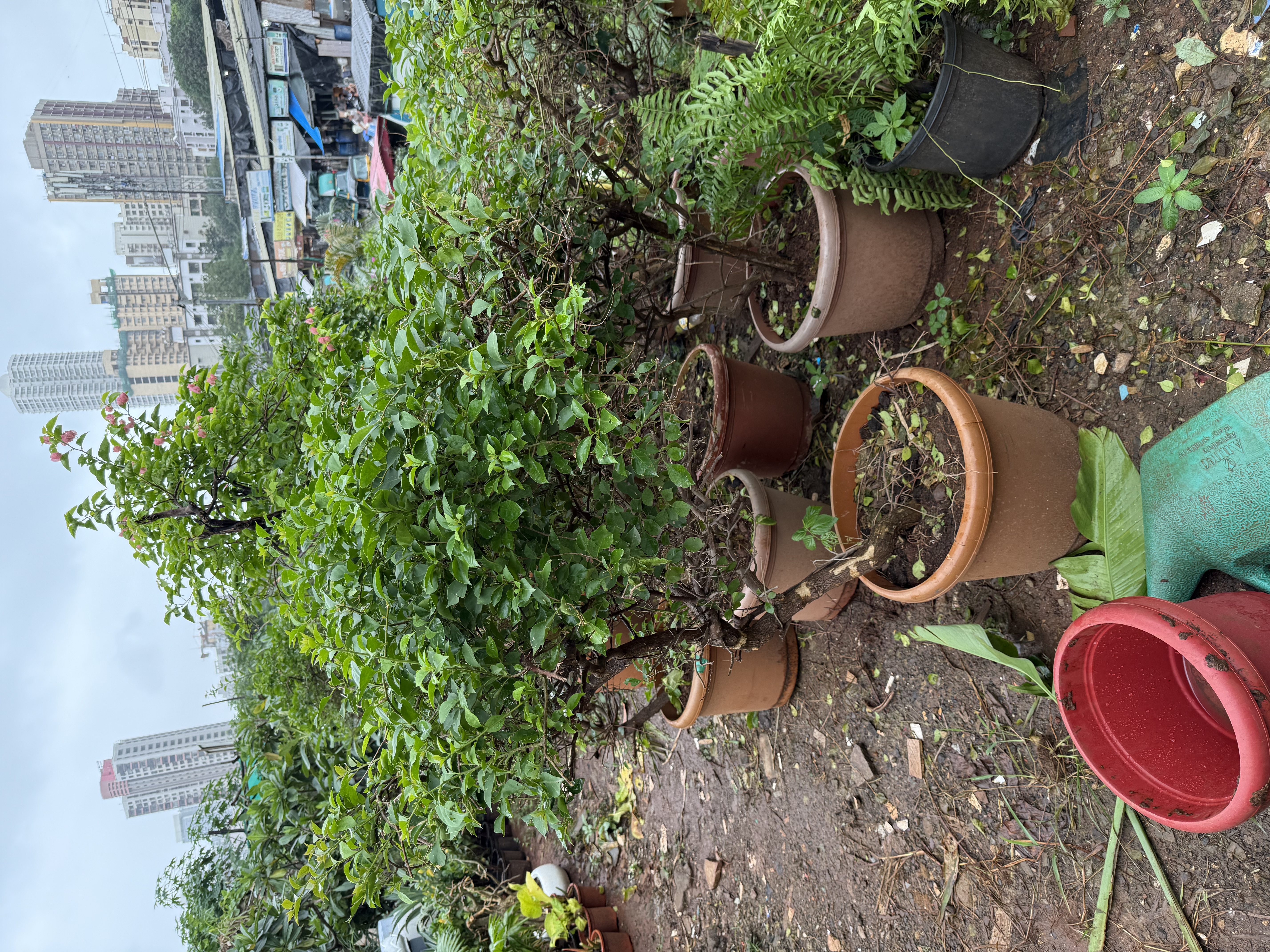 Large Potted Plant - Rental