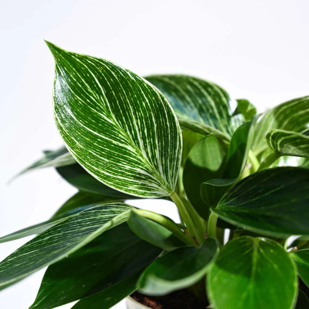 Philodendron Birkin - Rental 
